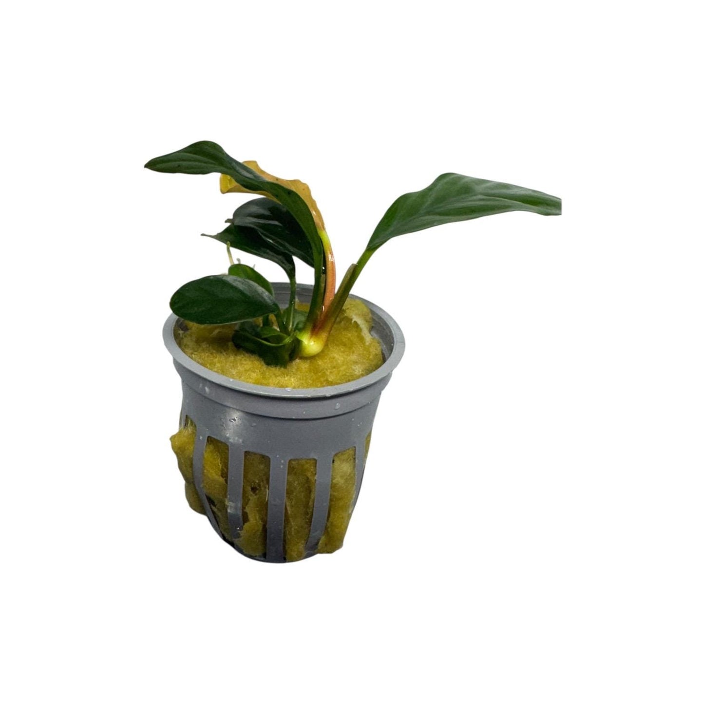 Anubias coffeefolia potted aquarium plant on white background, live freshwater plant ready to grow