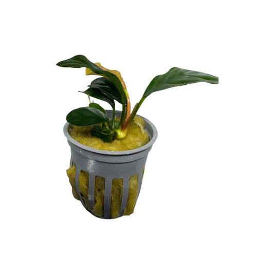 Anubias coffeefolia potted aquarium plant on white background, live freshwater plant ready to grow