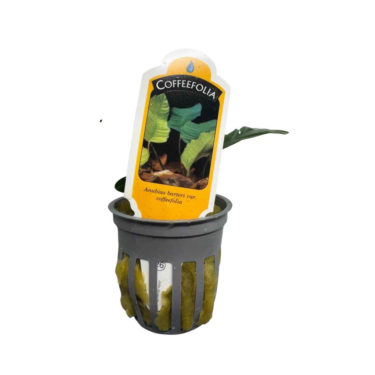 Anubias coffeefolia potted plant with label, live freshwater aquarium plant for aquascaping