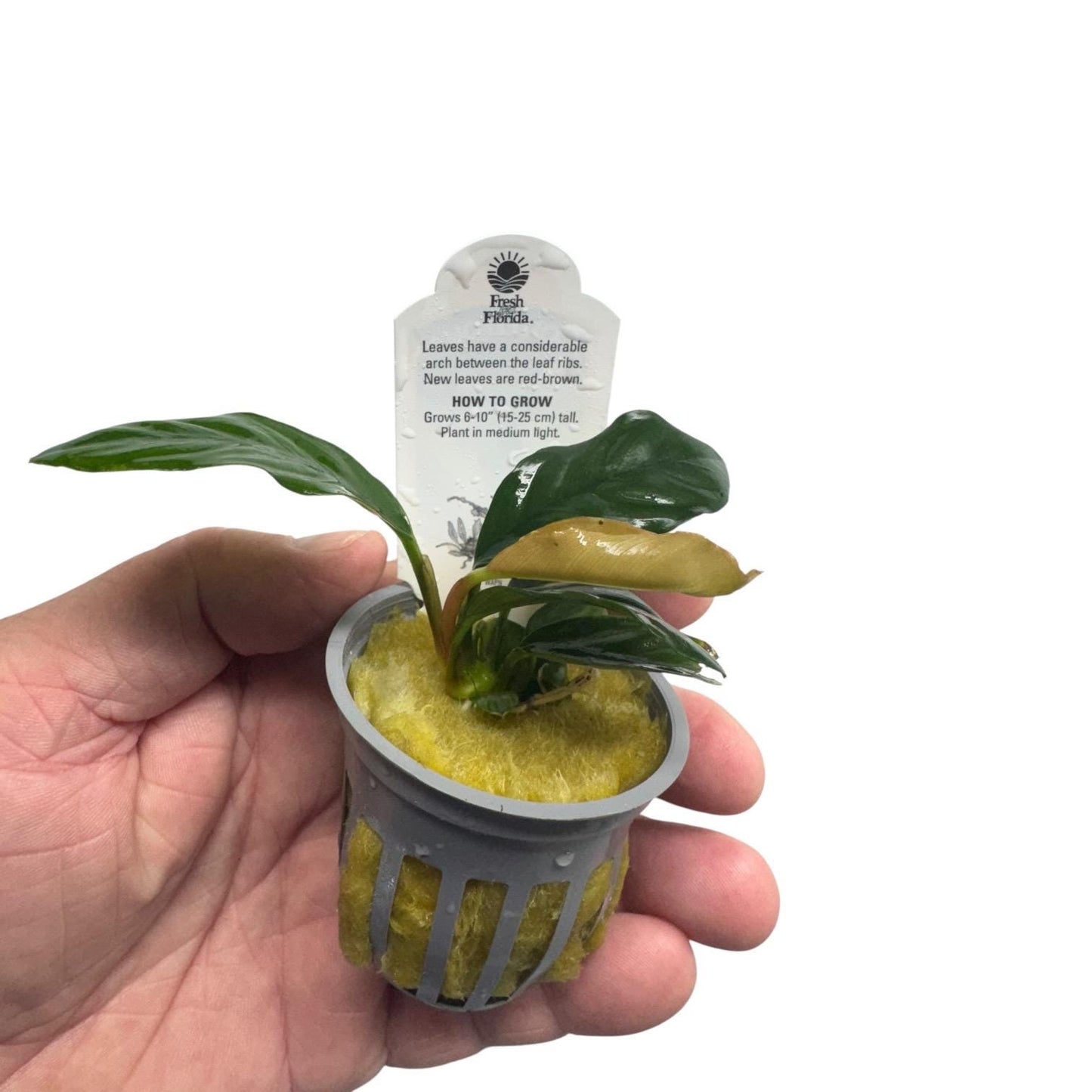 Anubias coffeefolia potted plant held in hand for size reference, easy low light aquarium plant