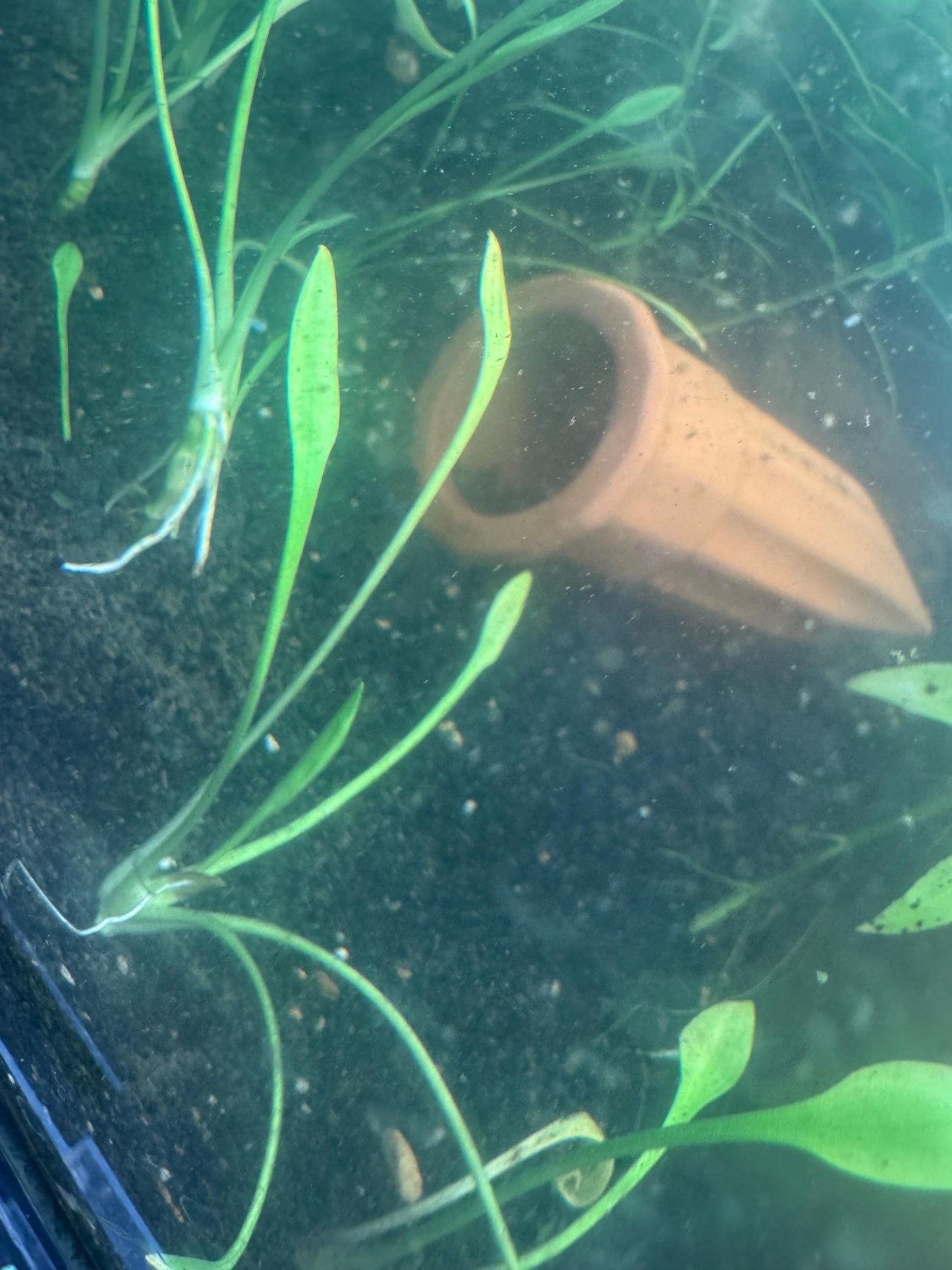 Crypt Parva Live Aquarium Plant – Foreground Carpet Plant – Low Light Freshwater Aquatic Plant – Easy Nano Tank Plant
