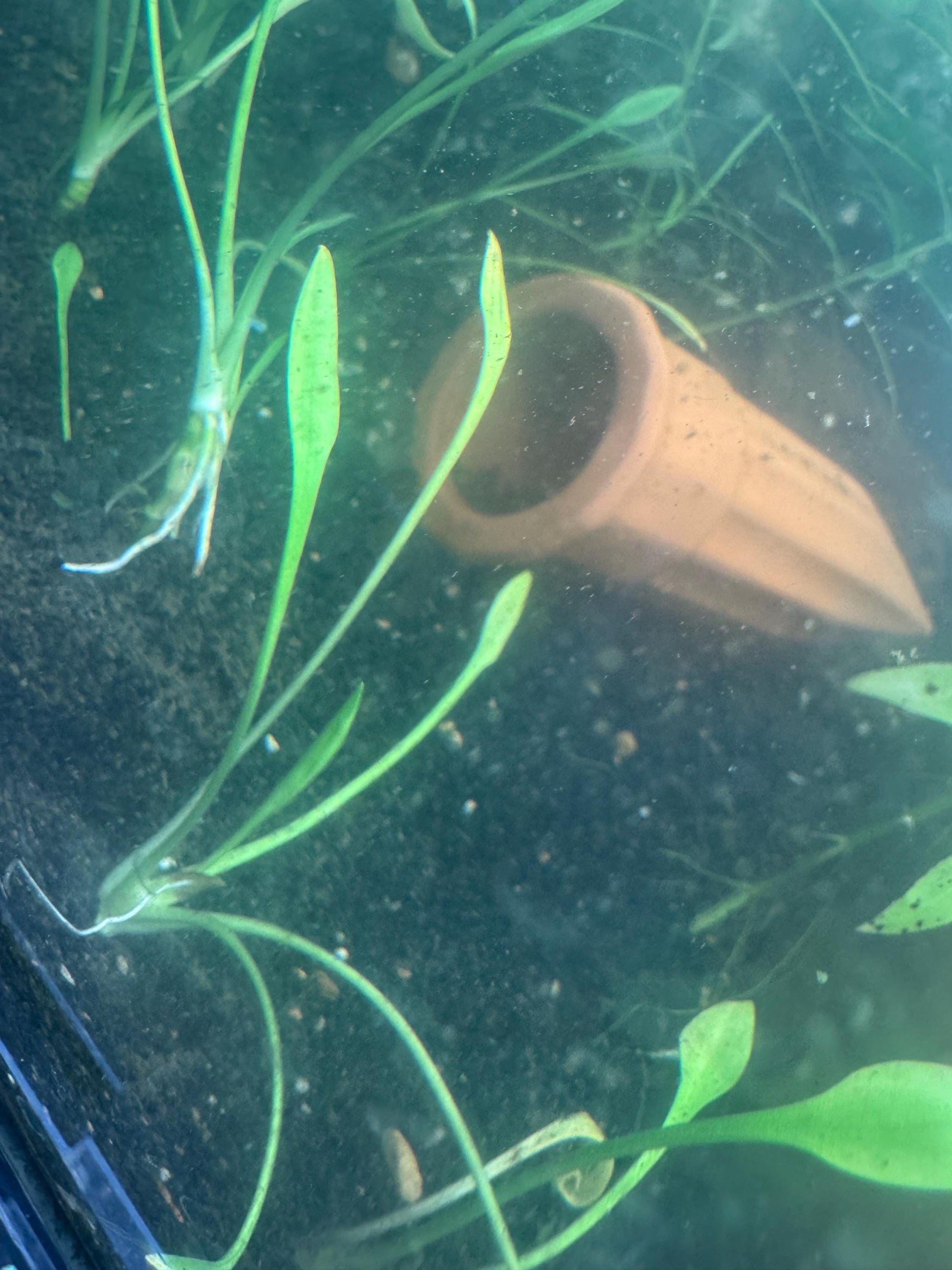 Crypt Parva Live Aquarium Plant – Foreground Carpet Plant – Low Light Freshwater Aquatic Plant – Easy Nano Tank Plant