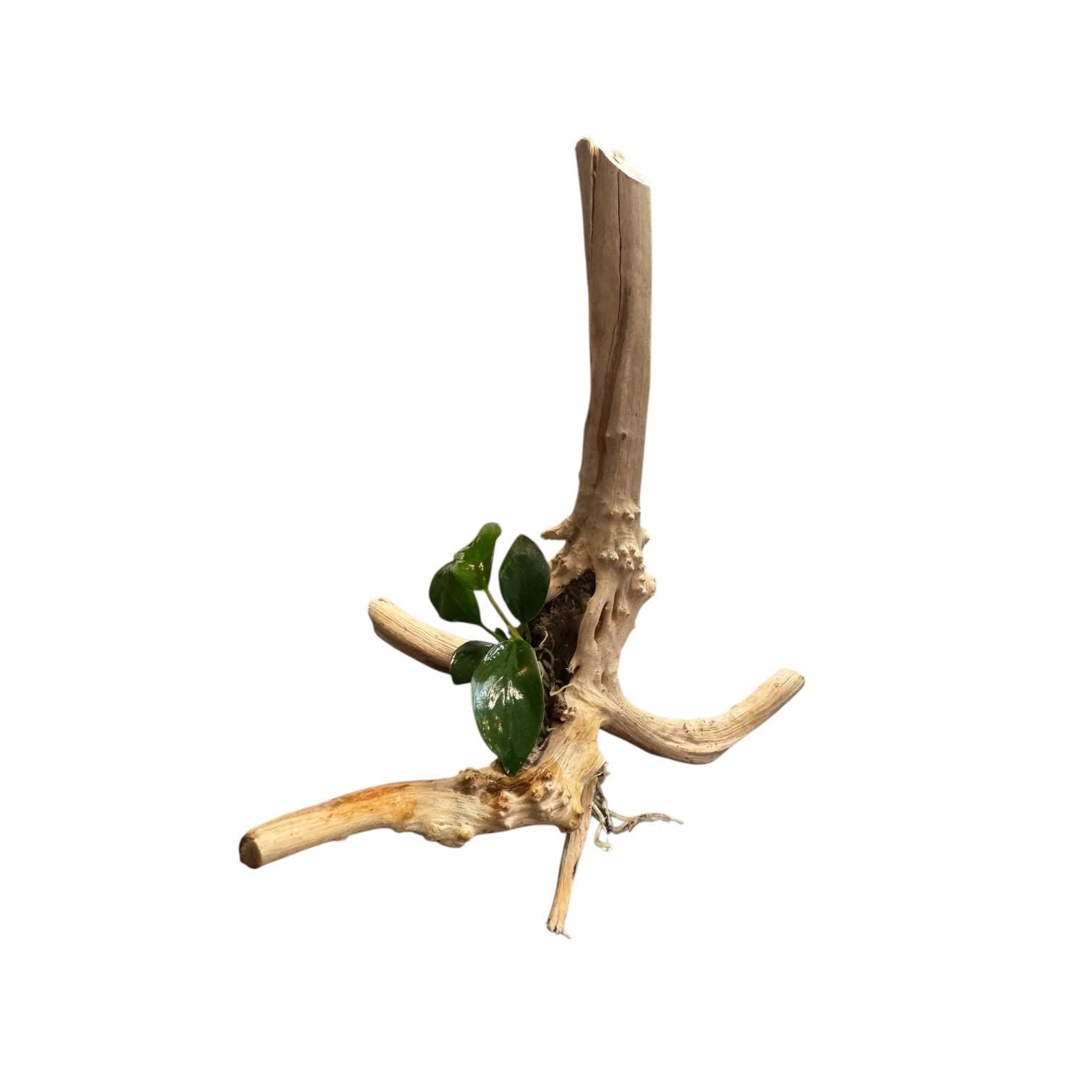 Anubias nana attached to driftwood aquarium plant angled view, spiderwood hardscape with live plant on clean white background
