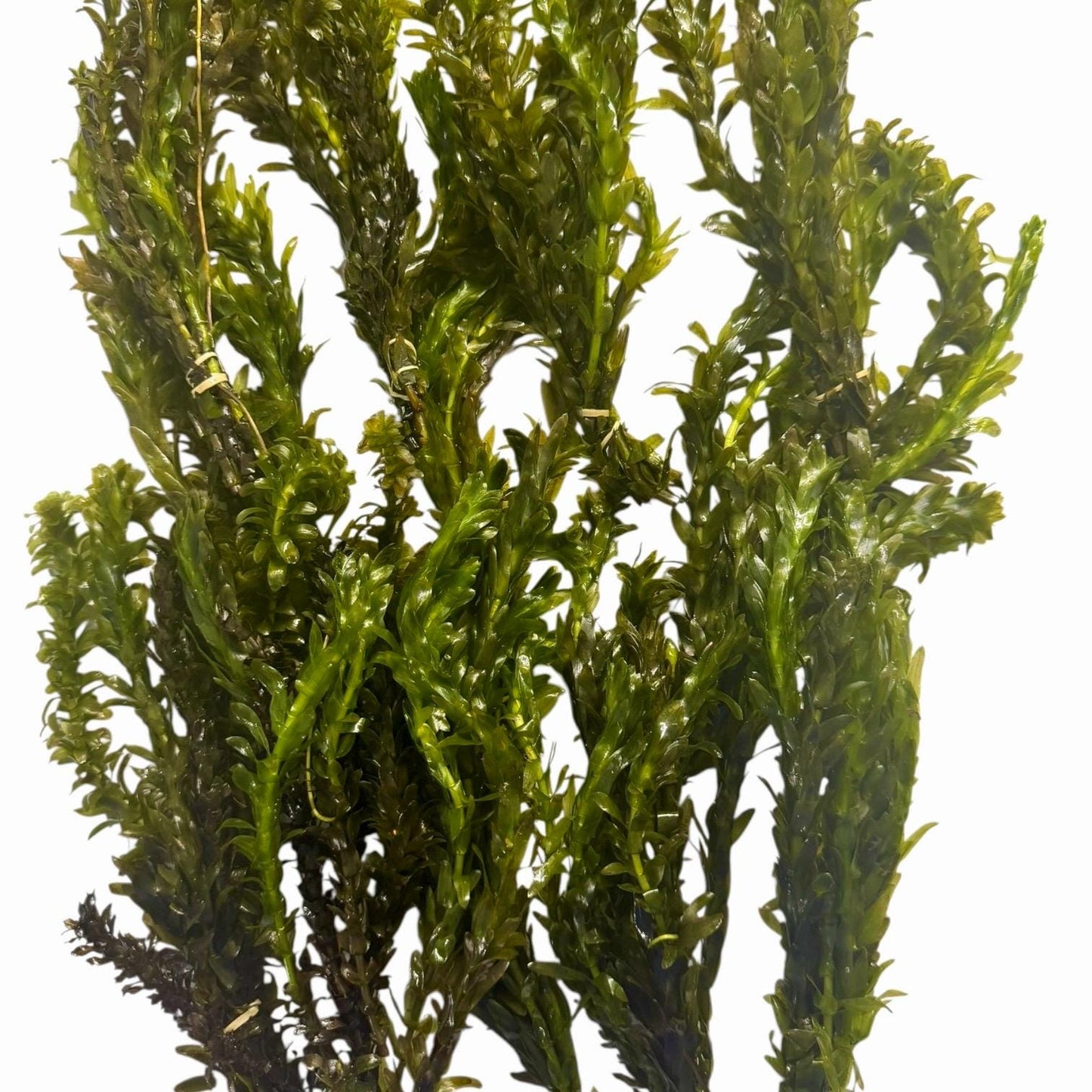 Anacharis Bundle Live Aquarium Plants Easy Beginner Plant Fast Growing Oxygenating Plant Fish Tank Plant Elodea Waterweed