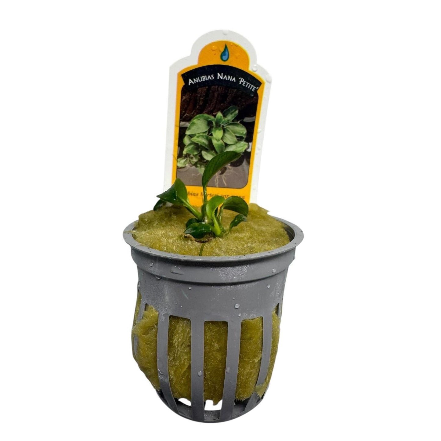 Potted Anubias nana petite live aquarium plant in net pot with rockwool fresh healthy rooted plant
