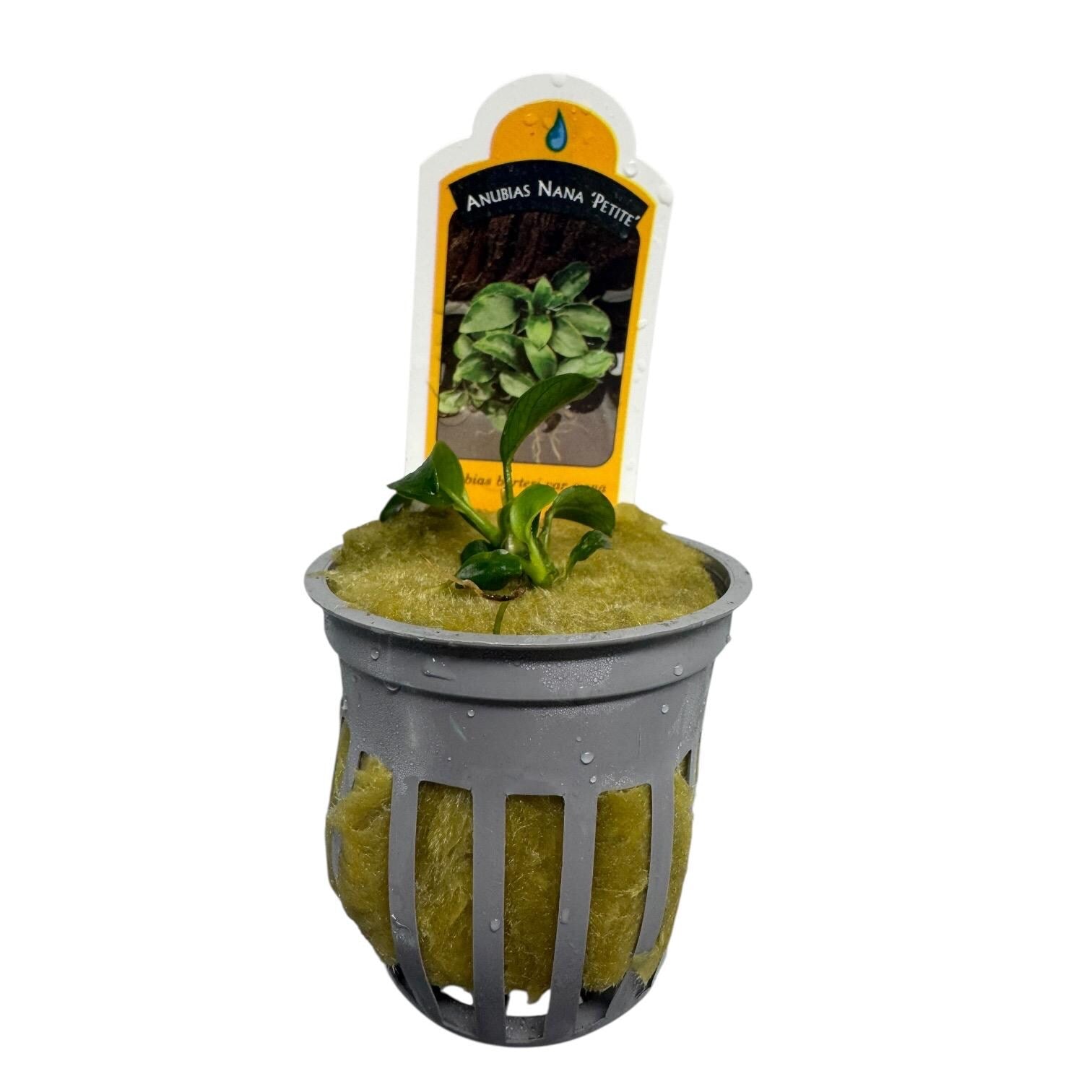 Potted Anubias nana petite live aquarium plant in net pot with rockwool fresh healthy rooted plant