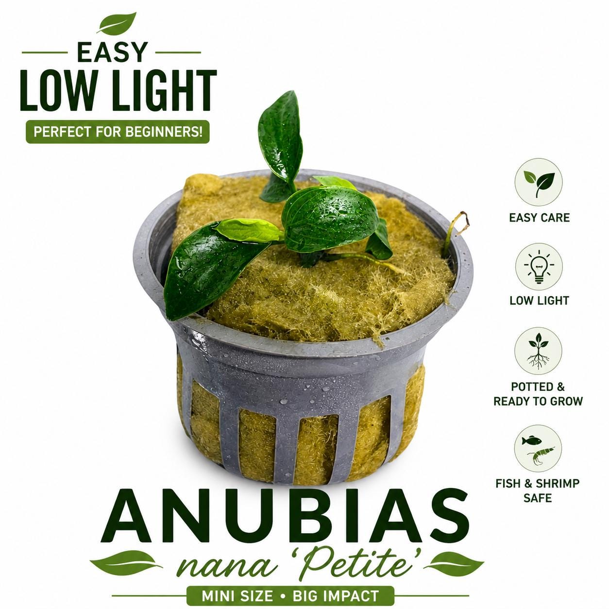 Anubias nana petite potted aquarium plant low light beginner freshwater plant for betta shrimp nano tank