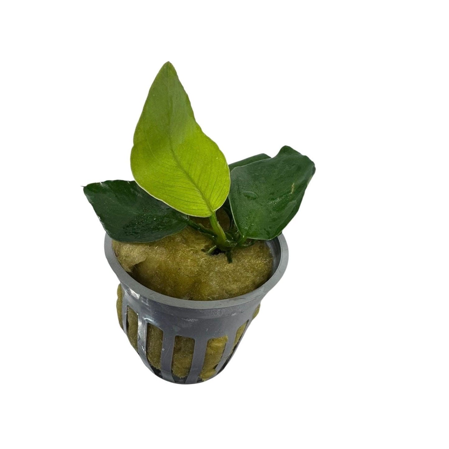 Potted Anubias barteri live aquarium plant in net pot healthy rooted freshwater plant