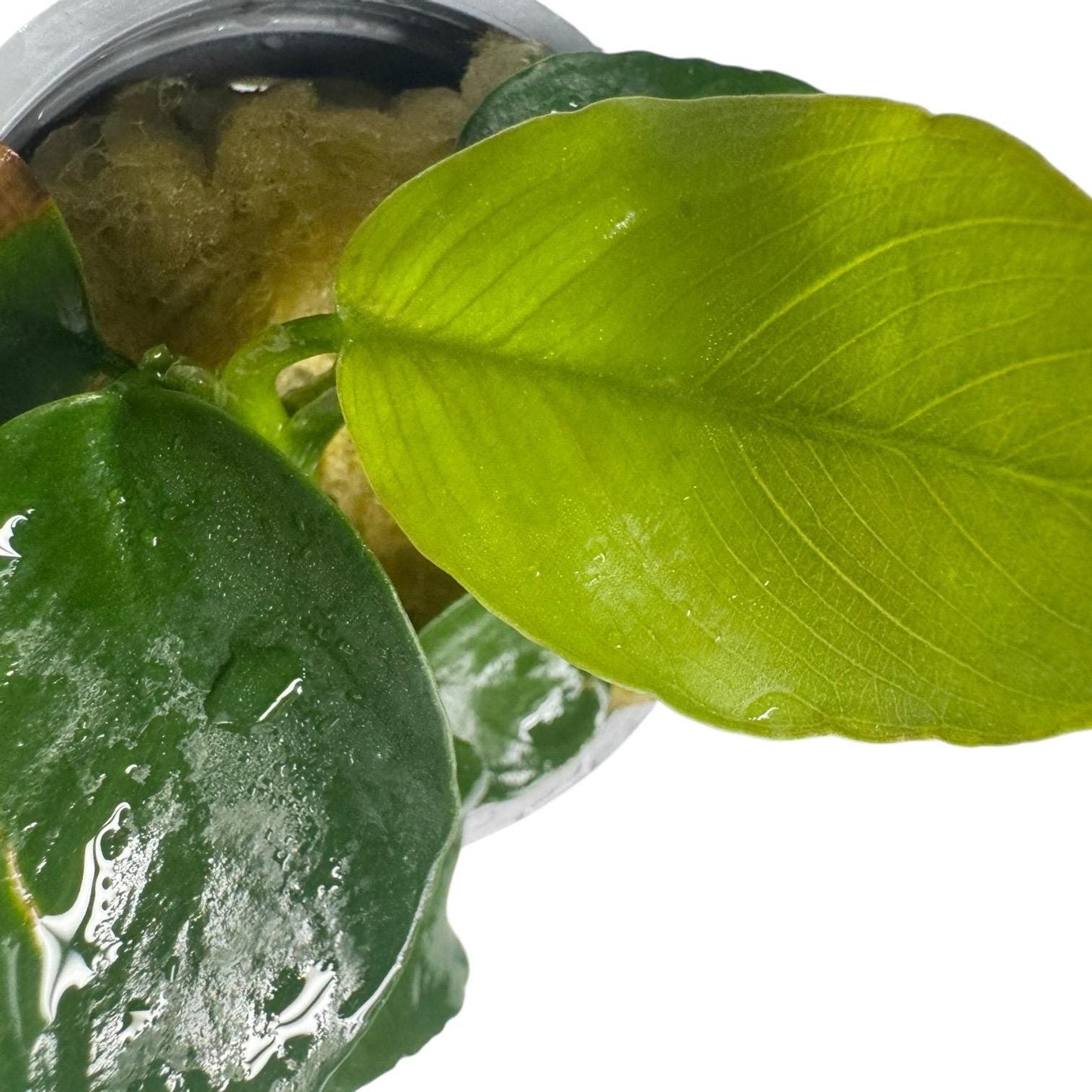 Close up Anubias barteri leaves bright green and dark foliage healthy aquarium plant