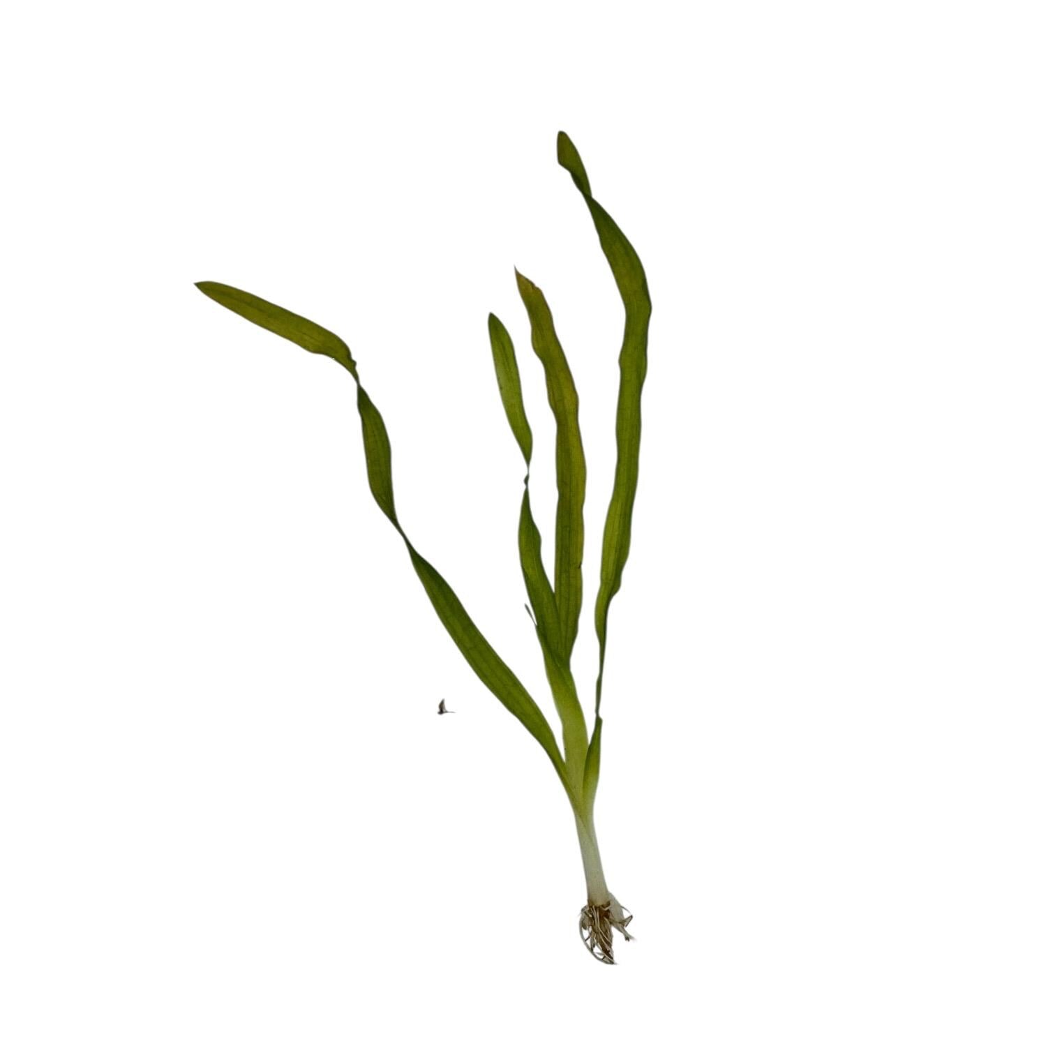 Easy Low Light Aquarium Plant Bundle – Beginner Friendly Live Plants, Java Fern, Amazon Sword, Crypt Wendtii, Dwarf Sagittaria