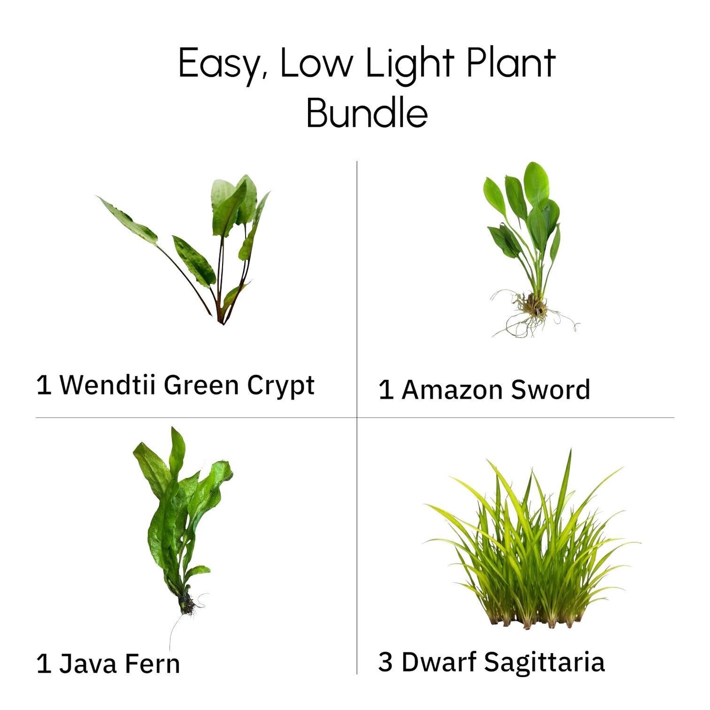 Beginner aquarium plant bundle showing Java Fern, Amazon Sword, Crypt Wendtii Green, and Dwarf Sagittaria on clean white background for fish tanks