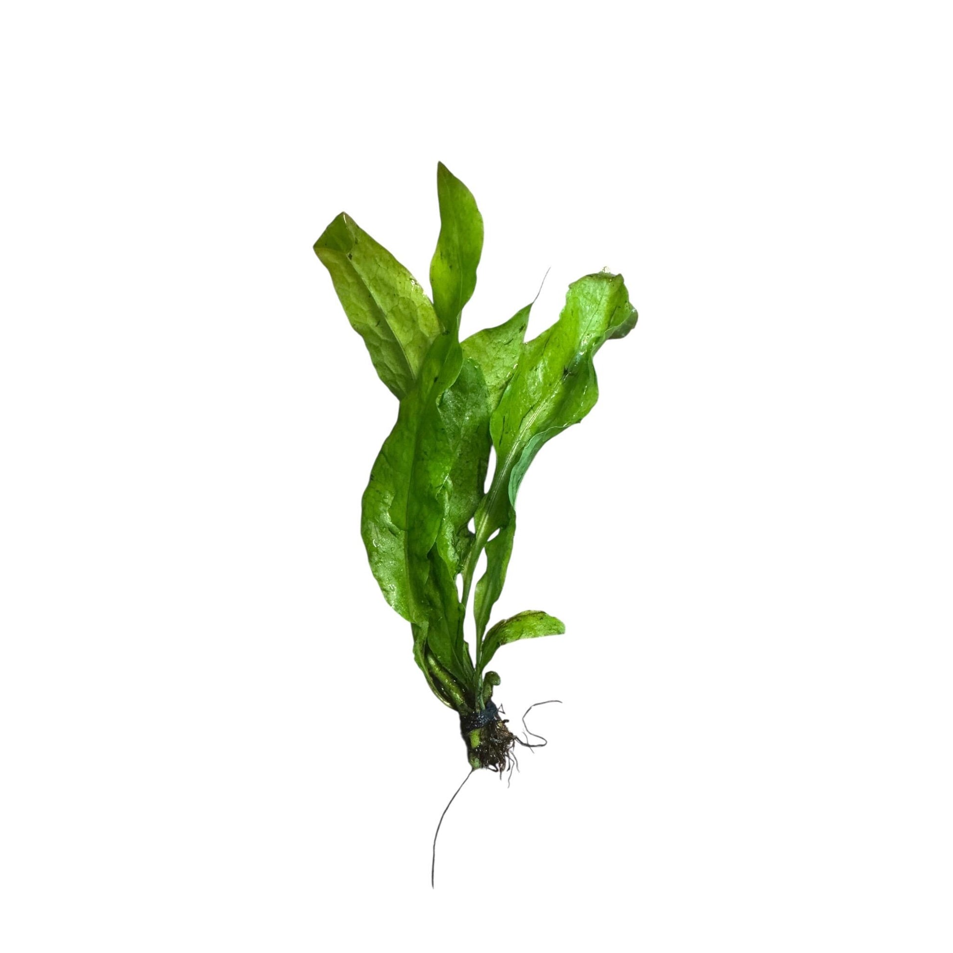Easy Low Light Aquarium Plant Bundle – Beginner Friendly Live Plants, Java Fern, Amazon Sword, Crypt Wendtii, Dwarf Sagittaria