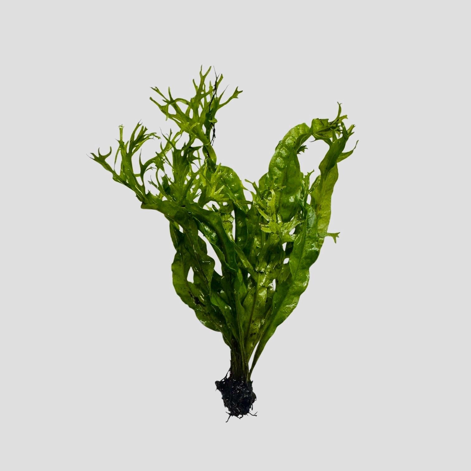 Full Windelov Java fern aquarium plant with textured lace leaves and healthy green growth isolated on white background