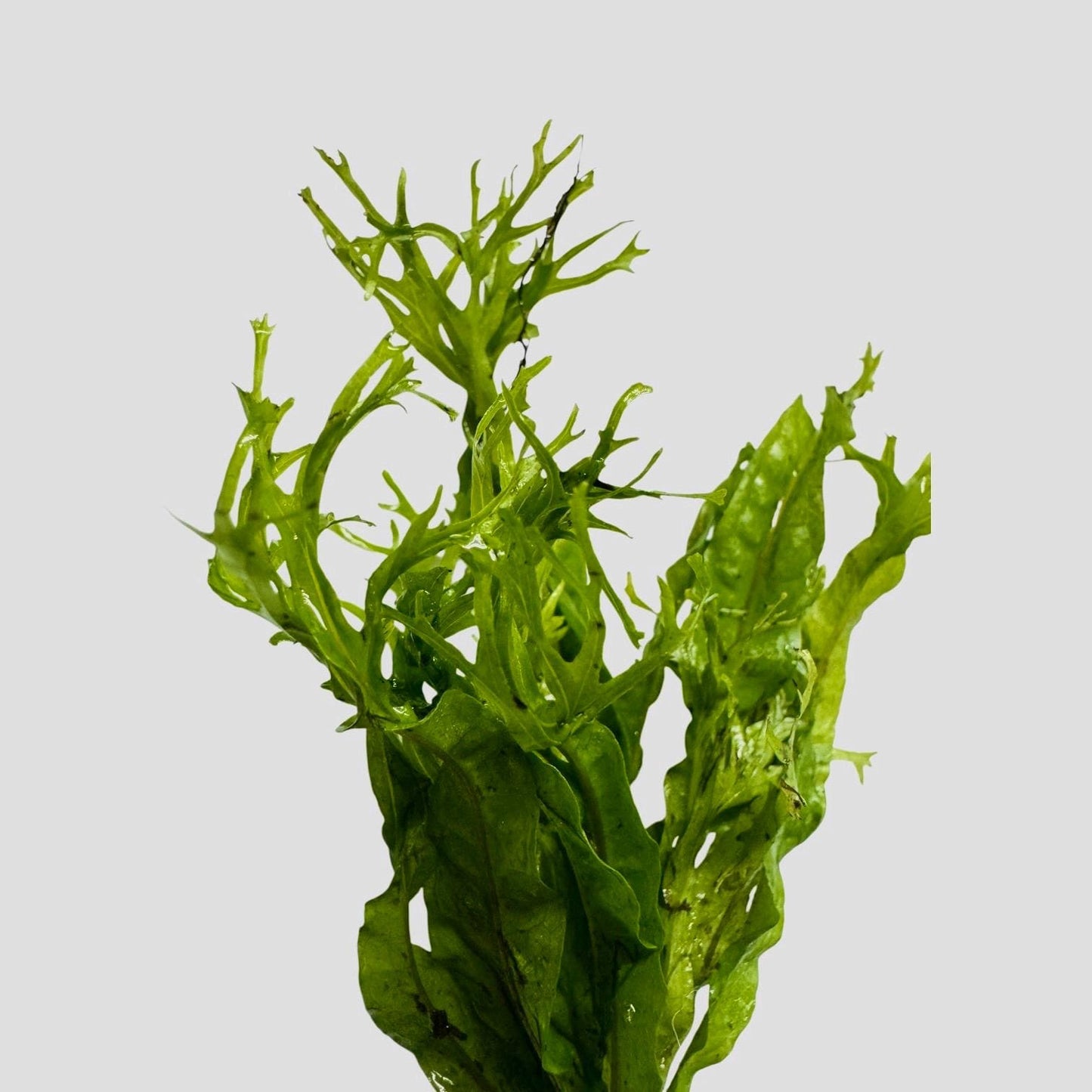 Close-up of Windelov Java fern live aquarium plant with delicate lace leaf tips on white background for freshwater planted tanks