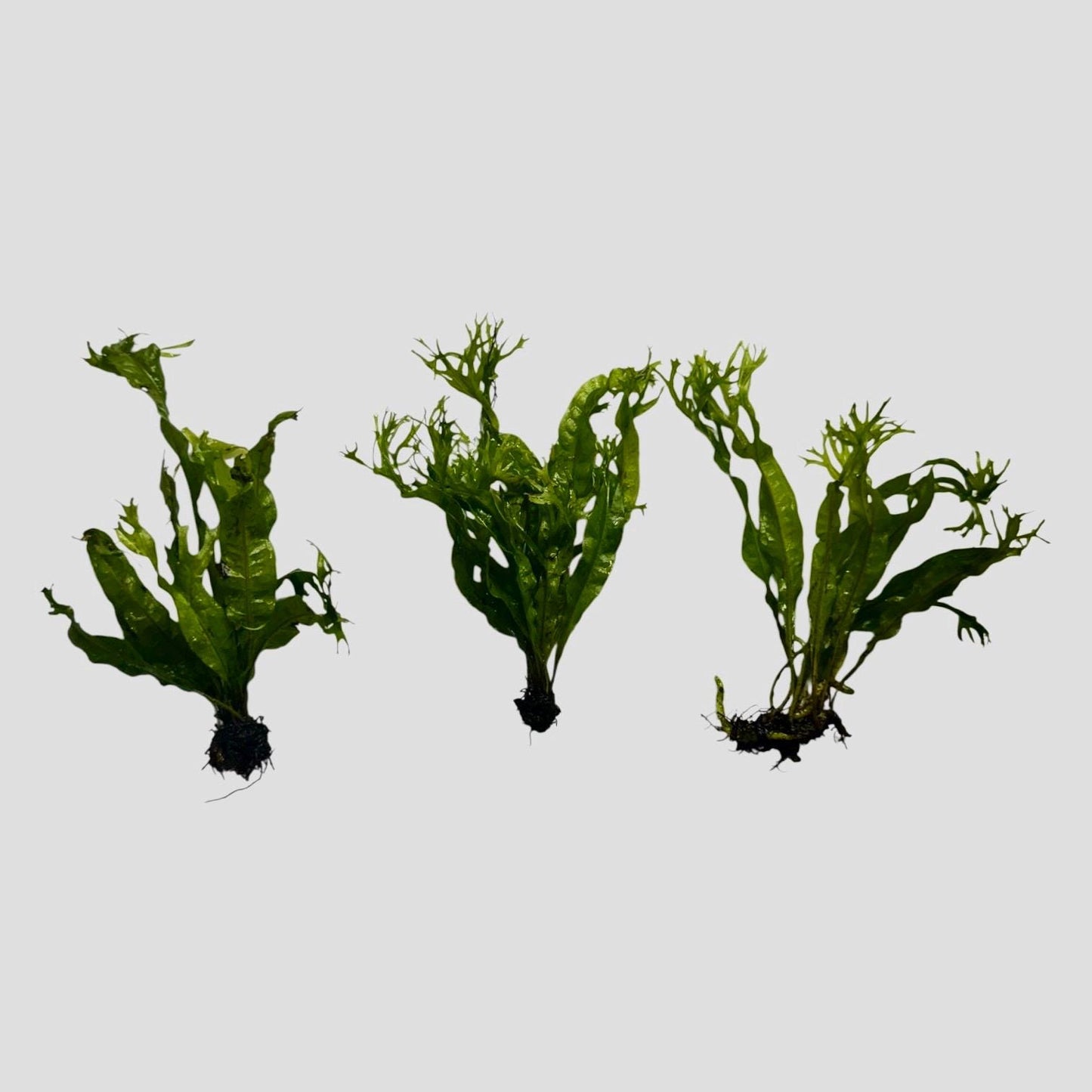 Three Windelov Java fern plants on white background showing natural variation and lace leaf growth pattern for aquariums