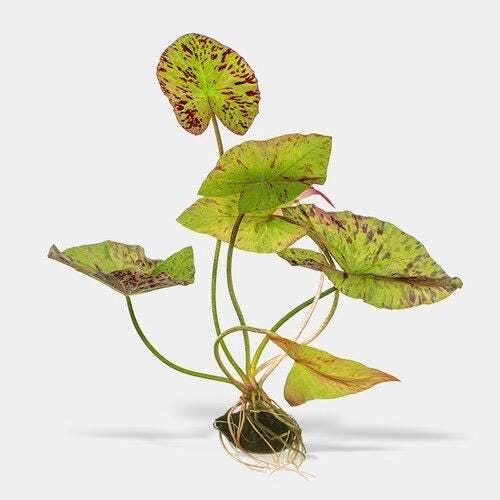 Tiger Lotus Bulbs for Aquariums | Red Tiger Lotus Aquarium Plant Bulb | Easy Aquarium Lily | Live Freshwater Plant