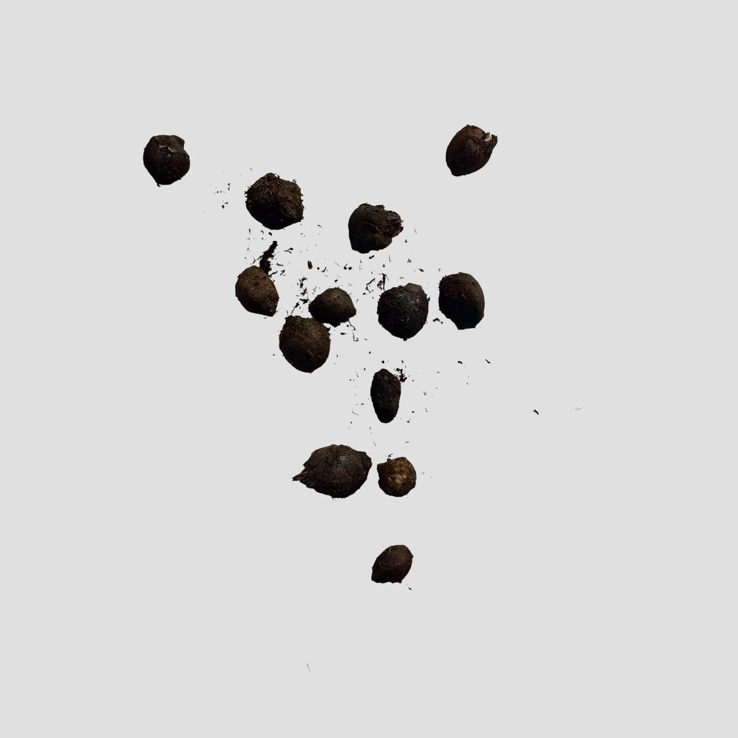 Tiger Lotus Bulbs for Aquariums | Red Tiger Lotus Aquarium Plant Bulb | Easy Aquarium Lily | Live Freshwater Plant