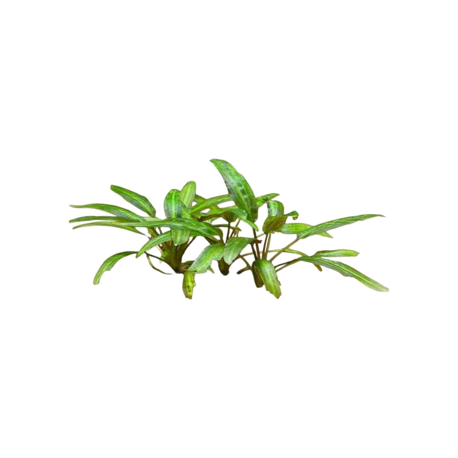 Cryptocoryne Wendtii Green live aquarium plant isolated on white background, rooted freshwater plant for low light aquascape, ideal for betta and shrimp tanks