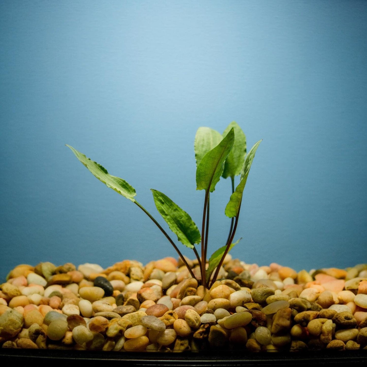 Cryptocoryne Wendtii Green live aquarium plant growing in natural gravel substrate with blue background, easy freshwater plant for aquascaping, betta and shrimp tanks