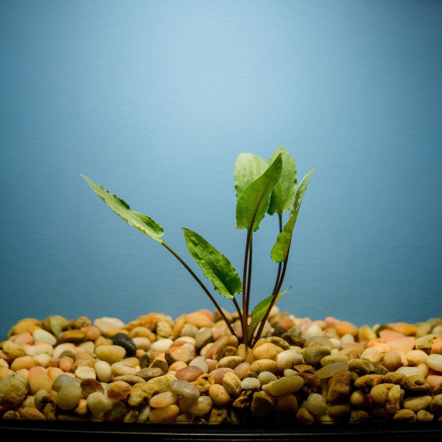 Cryptocoryne Wendtii Green live aquarium plant growing in natural gravel substrate with blue background, easy freshwater plant for aquascaping, betta and shrimp tanks