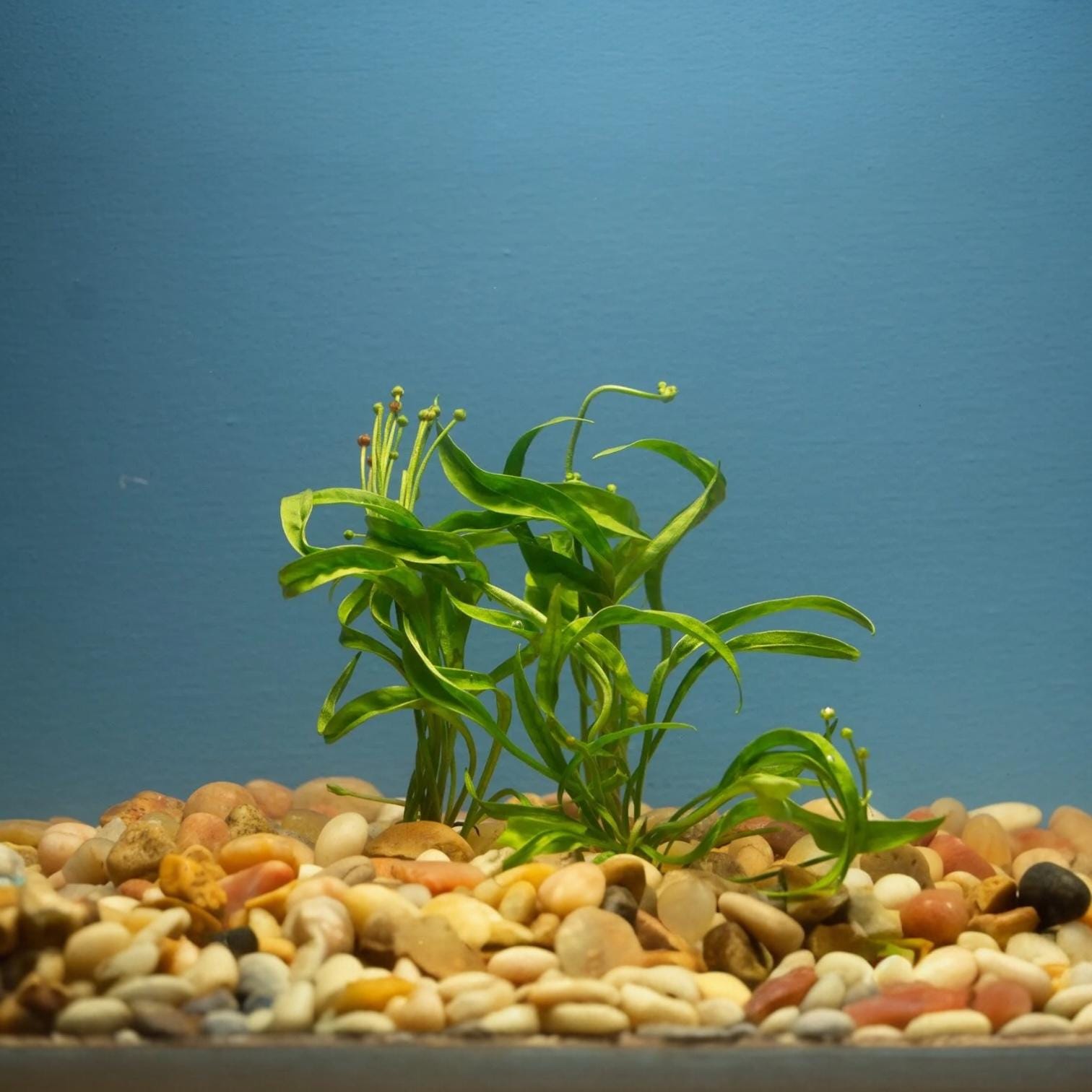 Echinodorus Vesuvius sword live aquarium plant in gravel substrate with blue background, corkscrew leaf freshwater plant for aquascaping and betta tanks
