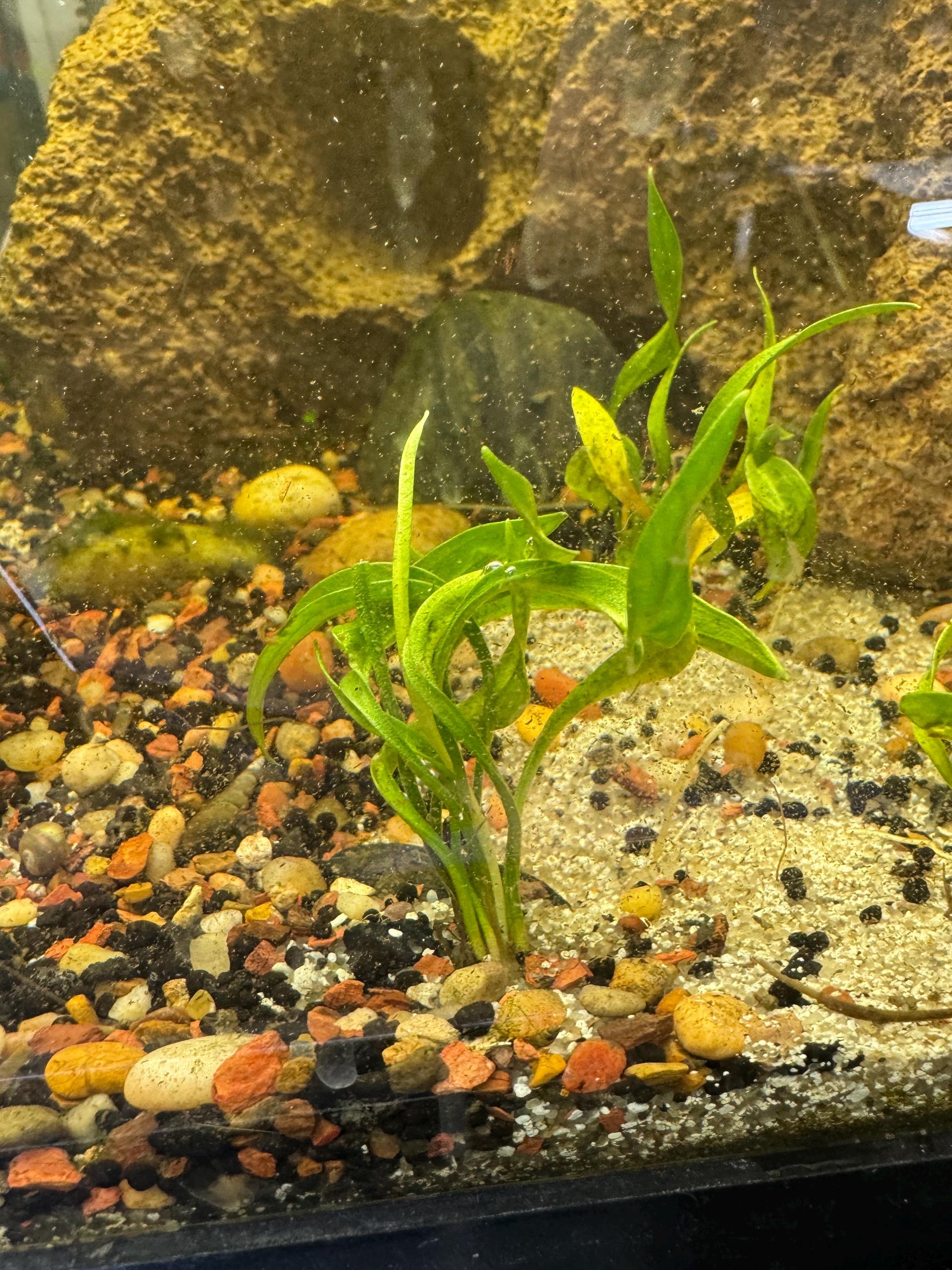 Echinodorus Vesuvius sword plants growing in aquarium substrate with driftwood, spiral leaf freshwater plants for aquascaping and community tanks