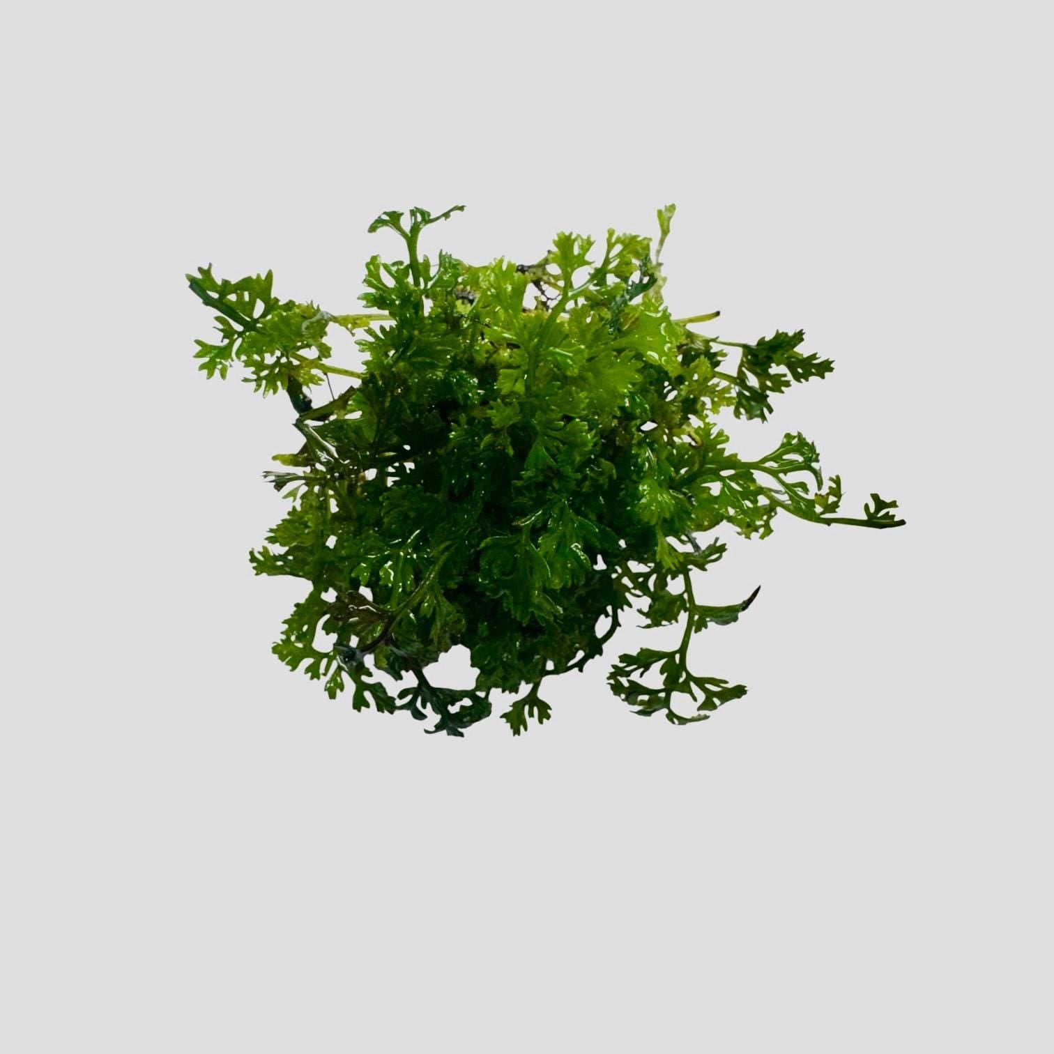 Mini Bolbitis aquarium fern top view, lush green compact plant ideal for low light aquascapes