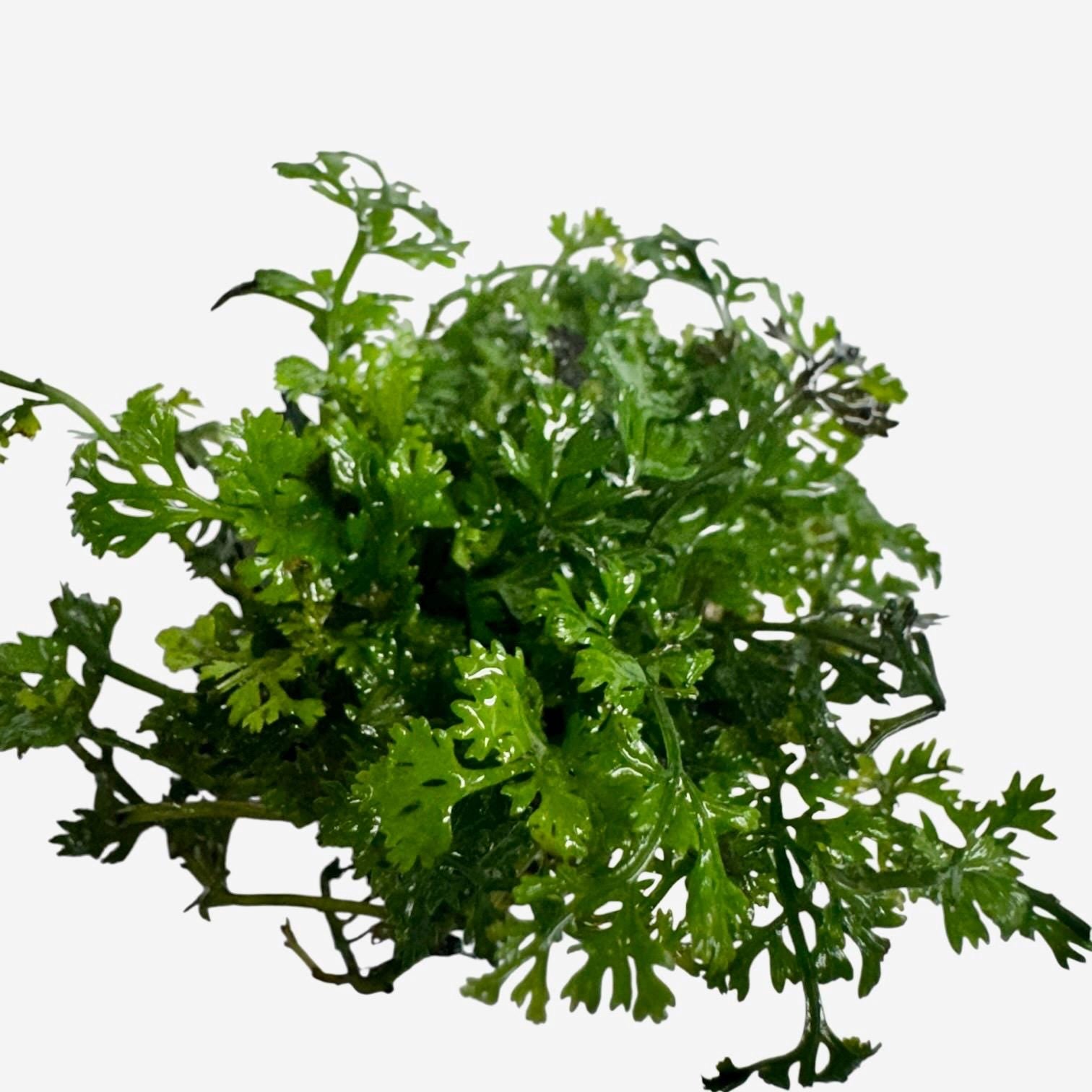 Single Mini Bolbitis plant portion with roots visible, freshwater aquarium fern on white background