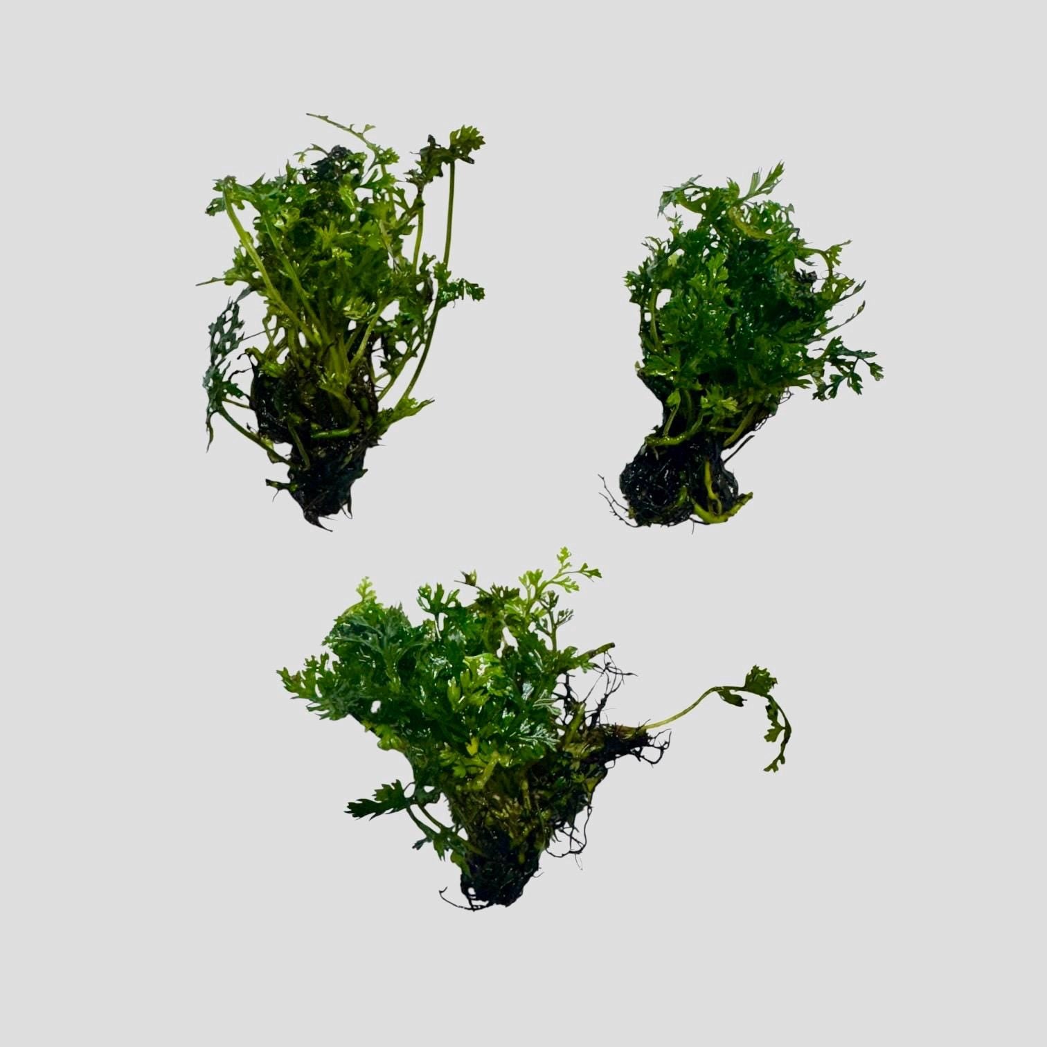 Mini Bolbitis live aquarium plant portions on white background, multiple bunches ready for aquascaping