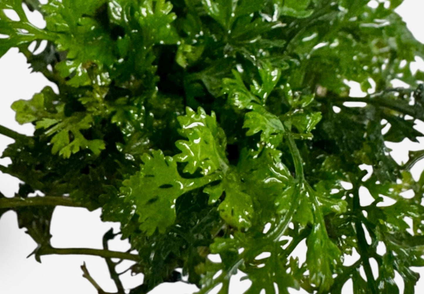 Mini Bolbitis aquarium plant close up showing detailed green fern leaves, healthy aquatic plant for freshwater tanks