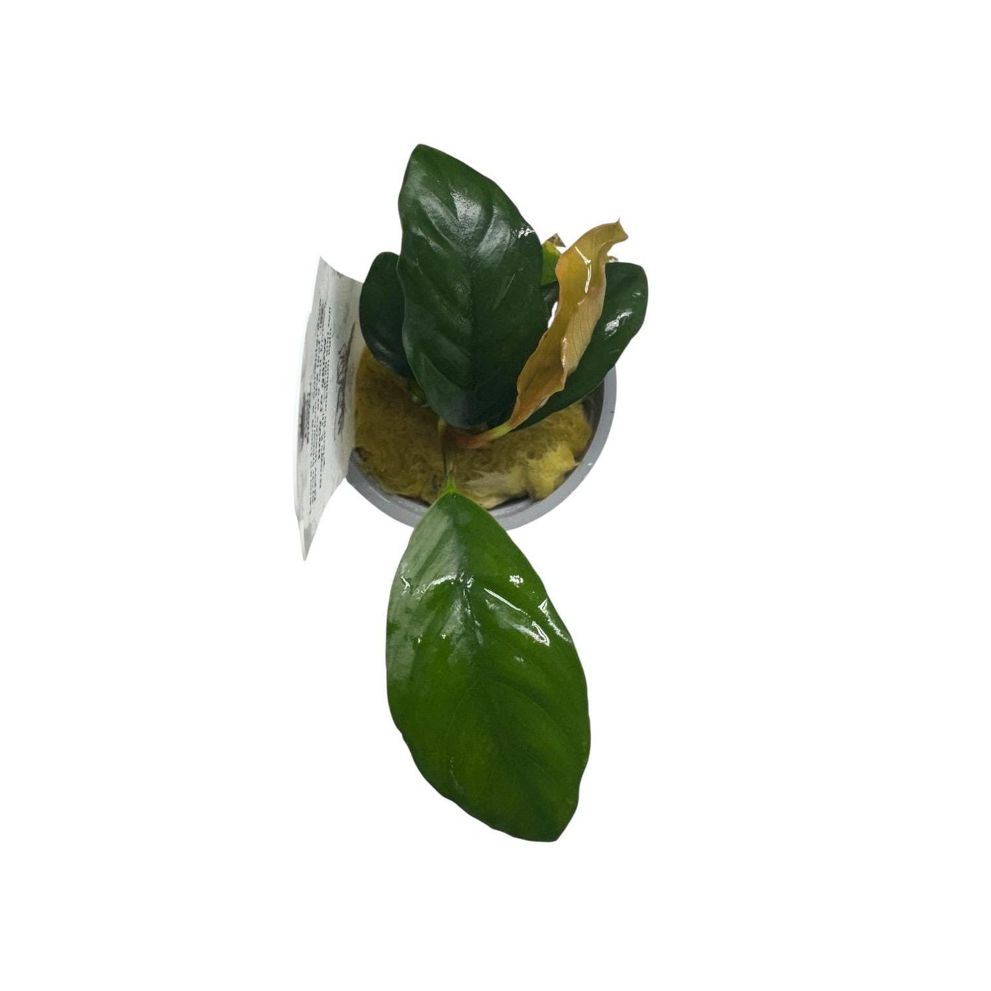Top view of Anubias coffeefolia potted aquarium plant, compact low light freshwater plant