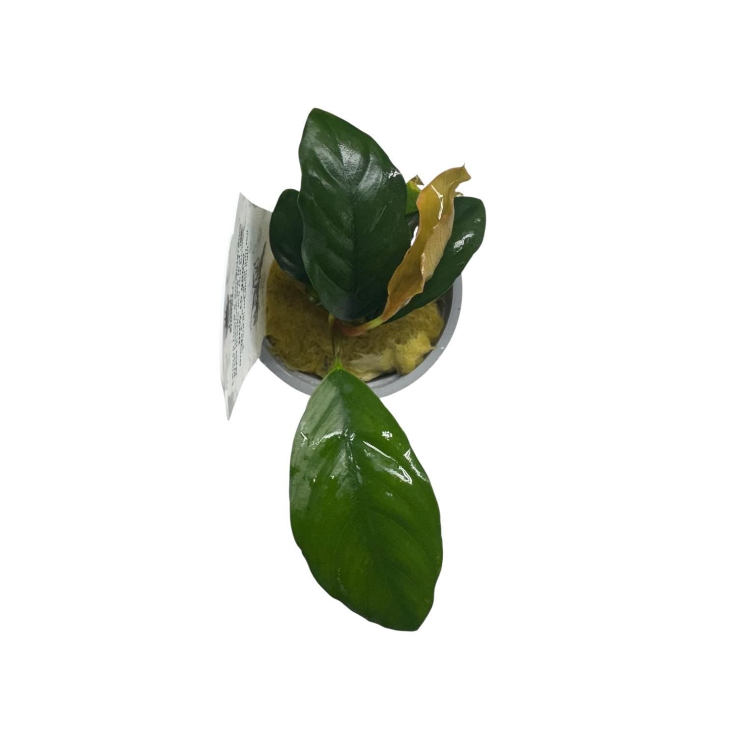 Top view of Anubias coffeefolia potted aquarium plant, compact low light freshwater plant