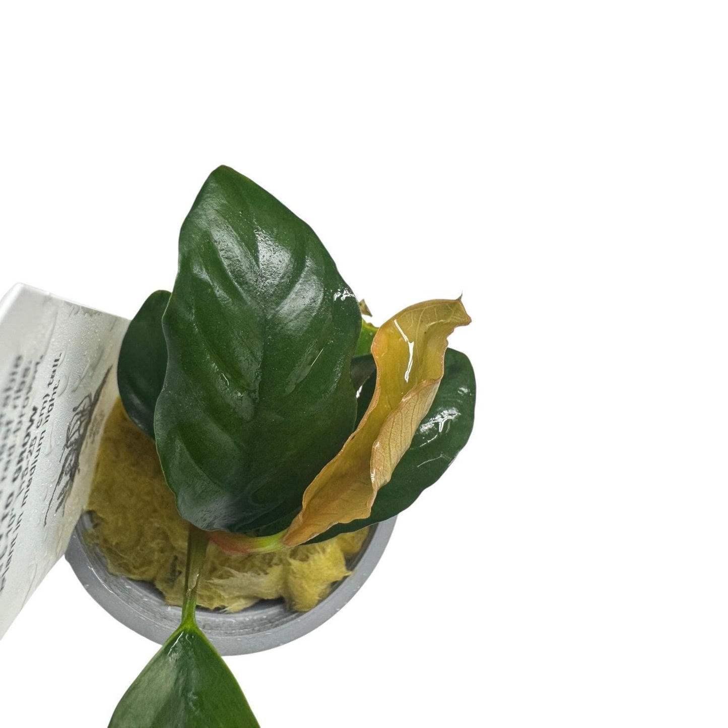 Close up of Anubias coffeefolia leaves showing textured dark green foliage, live aquarium plant
