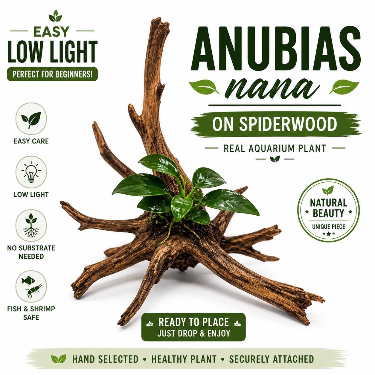 Anubias Nana aquarium plant on spiderwood. The image shows a piece of driftwood with green leafy plants attached. Text on the image says "Easy Low Light" and "Ready to Place". The plant is described as a "Real Aquarium Plant".