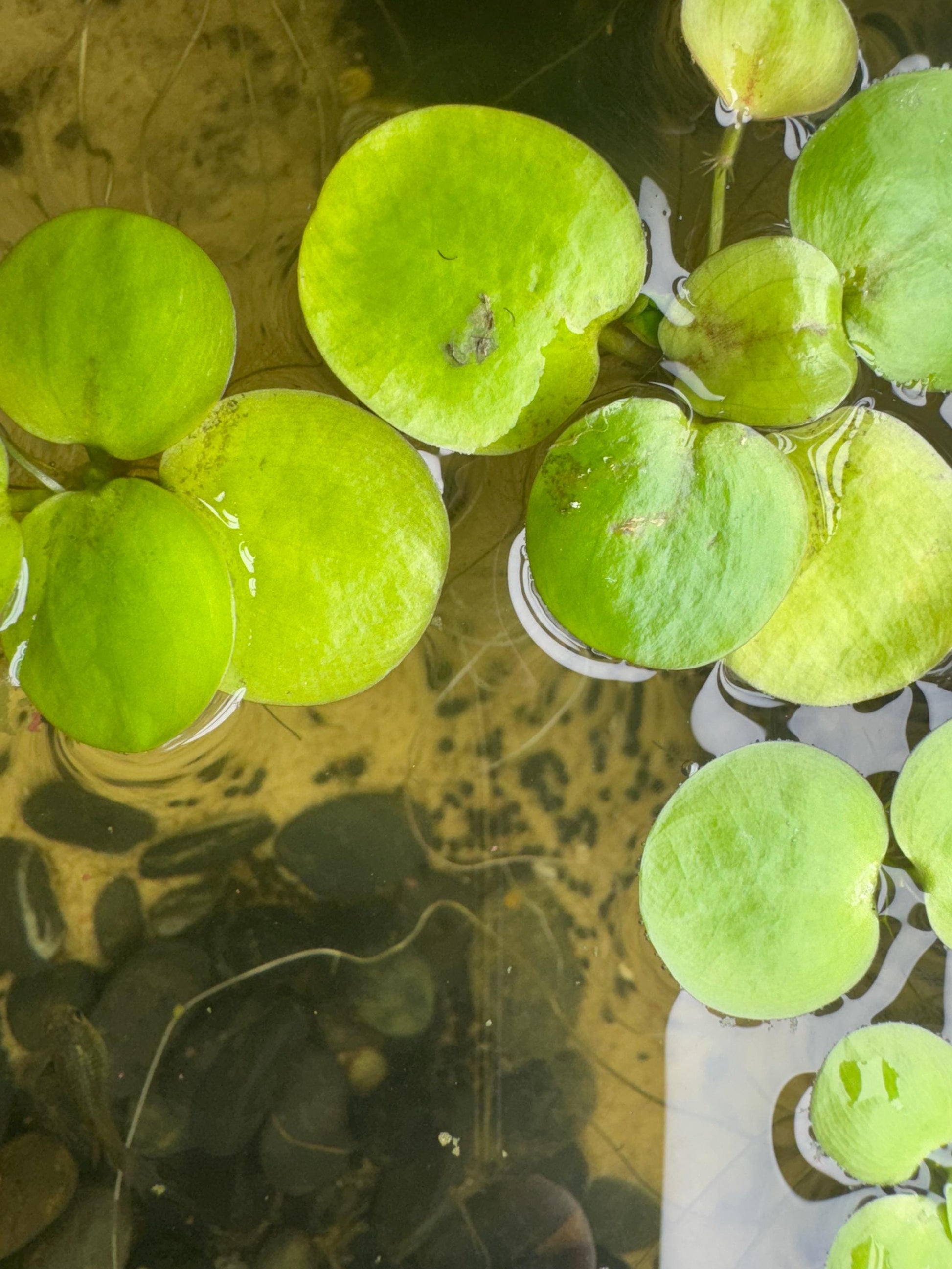 Top down view of Frogbit floating in a freshwater aquarium with large green leaves and long hanging roots, live floating plant for betta fish, shrimp, and natural planted aquariums