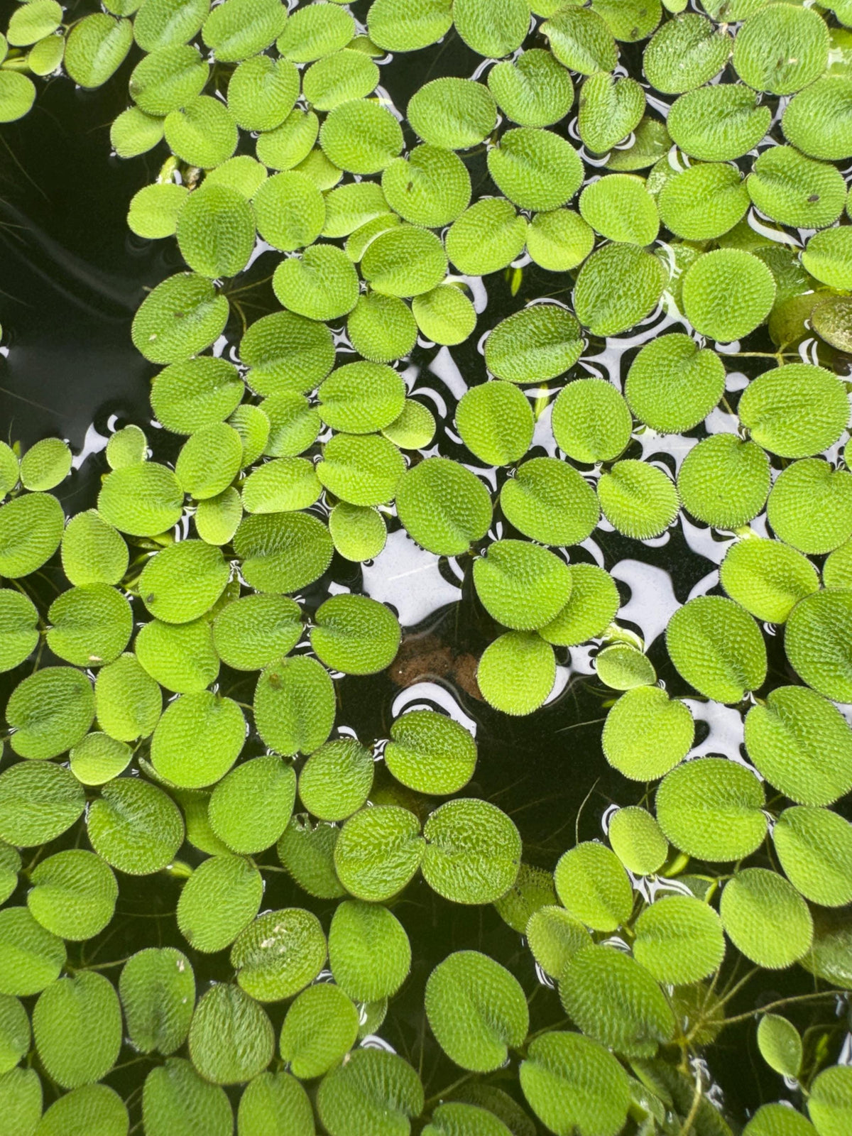 Top down view of Salvinia minima floating in a freshwater aquarium with textured green leaves spreading across the water surface, natural floating plant coverage for betta, shrimp, and planted tanks