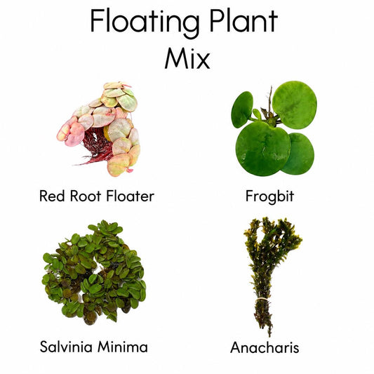 Floating plant mix infographic featuring Red Root Floater, Frogbit, Salvinia Minima, and Anacharis on a white background with labeled live freshwater aquarium plants for betta and shrimp tanks