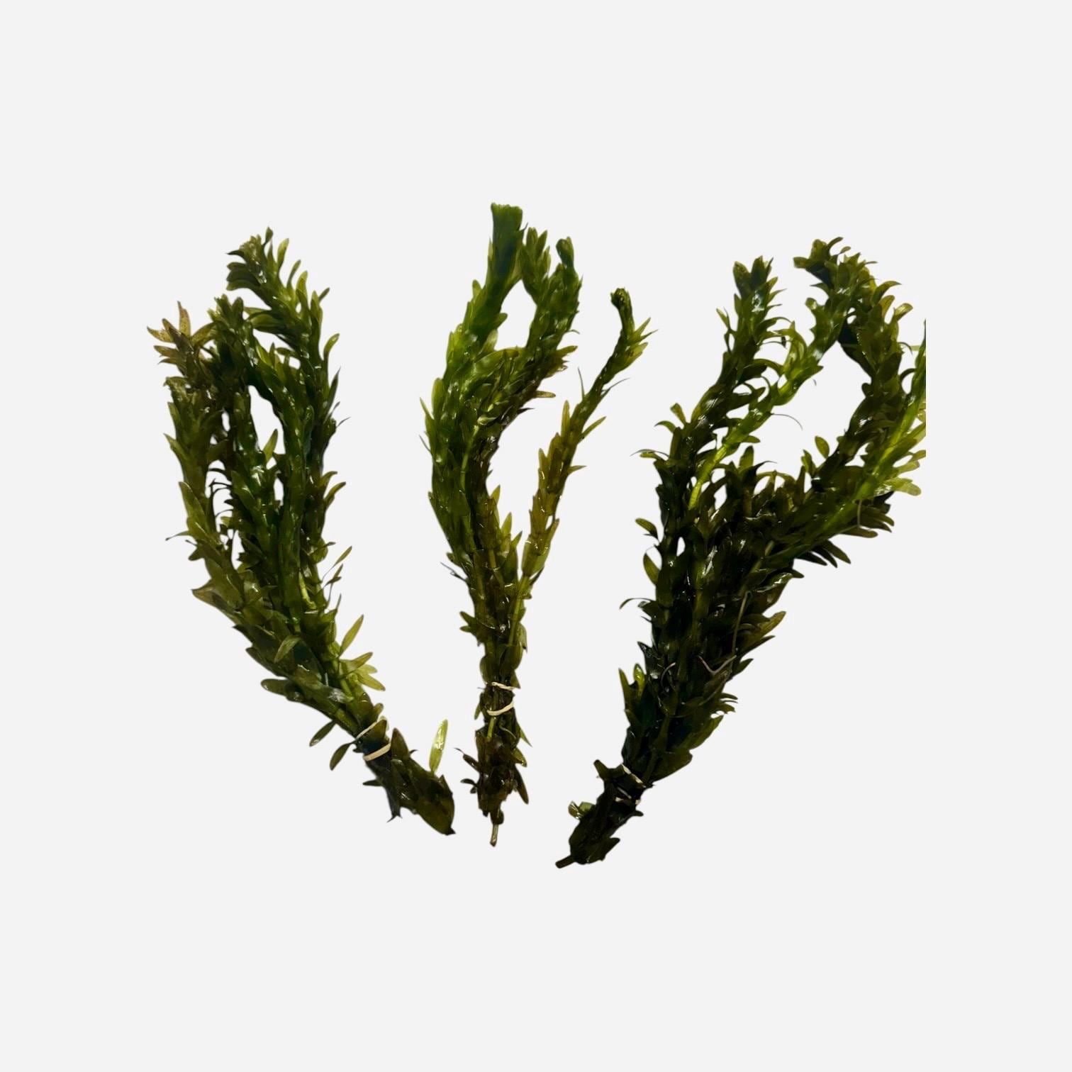Anacharis Bundle Live Aquarium Plants Easy Beginner Plant Fast Growing Oxygenating Plant Fish Tank Plant Elodea Waterweed