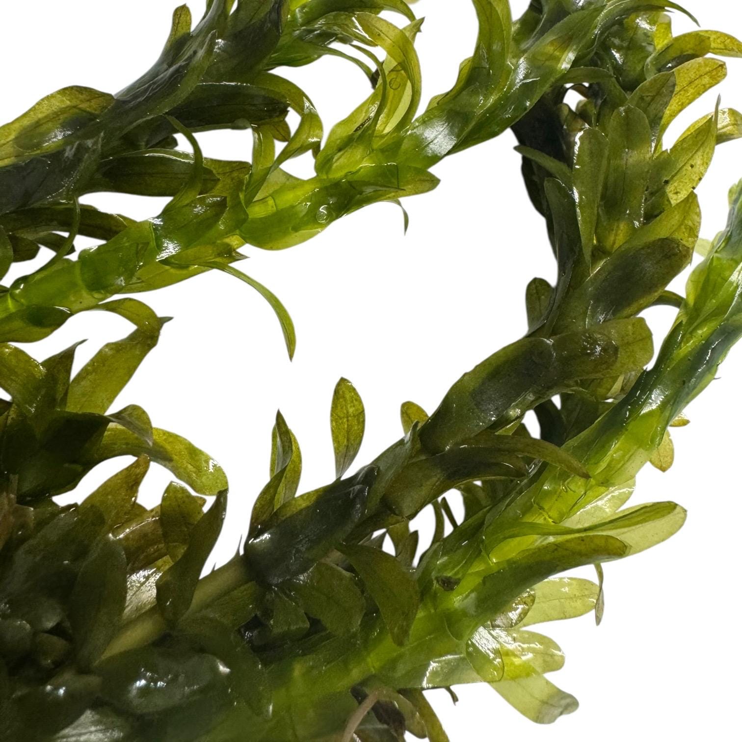 Anacharis Bundle Live Aquarium Plants Easy Beginner Plant Fast Growing Oxygenating Plant Fish Tank Plant Elodea Waterweed