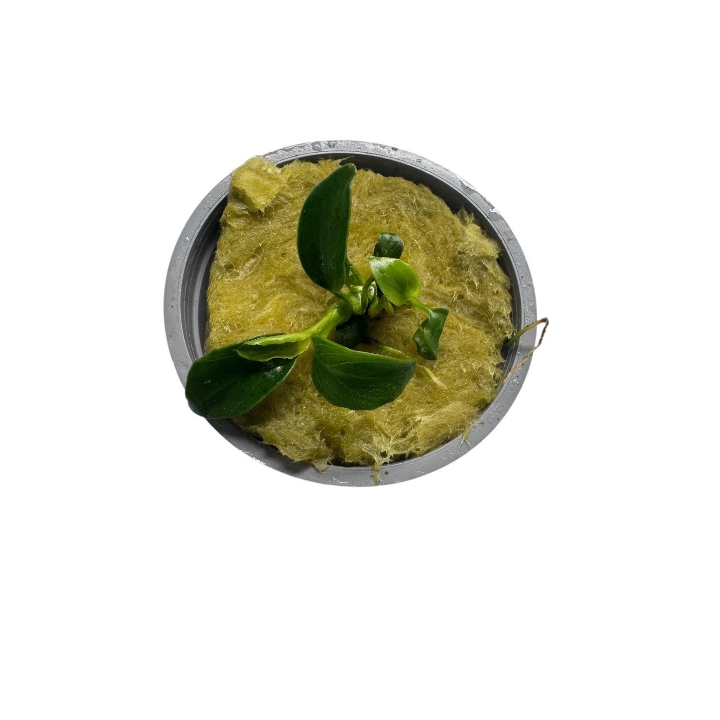 Top view Anubias nana petite potted aquarium plant compact rhizome small leaves low light plant