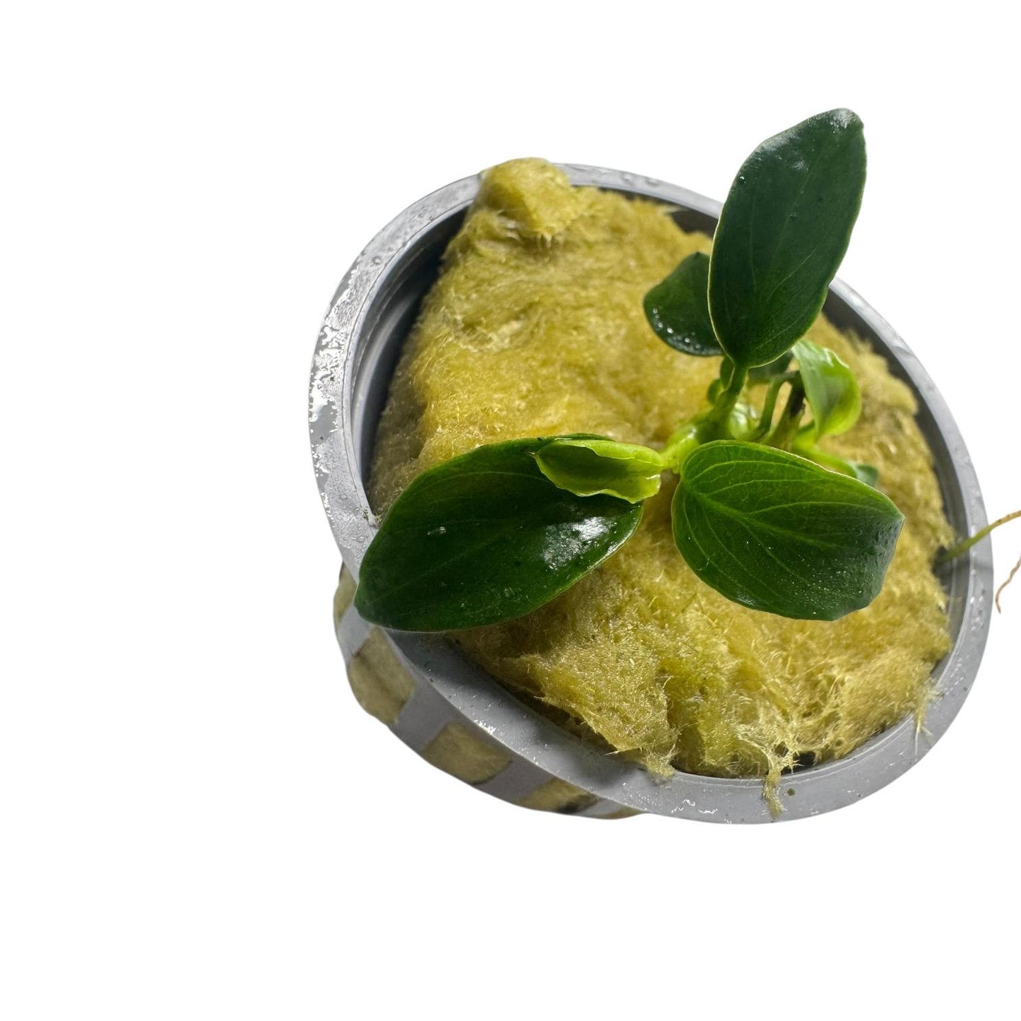 Close up Anubias nana petite leaves healthy green foliage potted aquarium plant low maintenance
