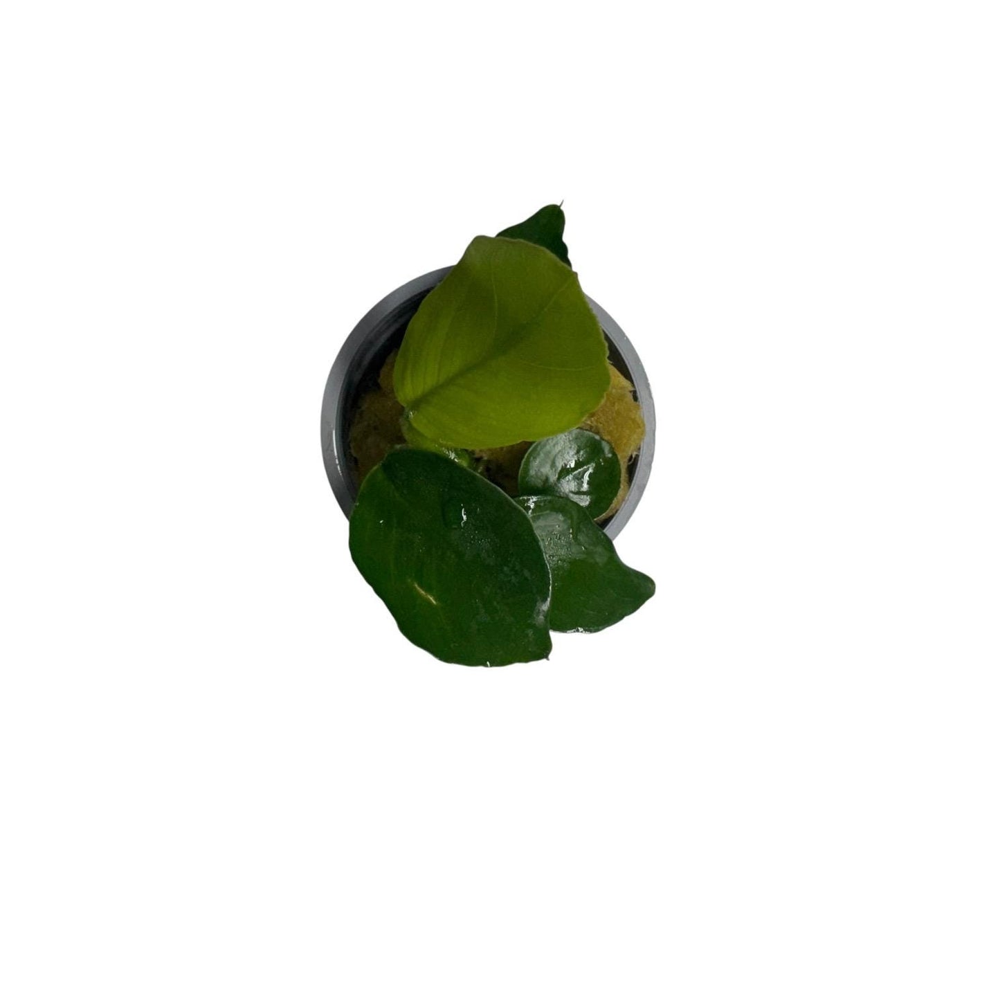 Top view Anubias barteri potted aquarium plant broad leaf rhizome low light plant