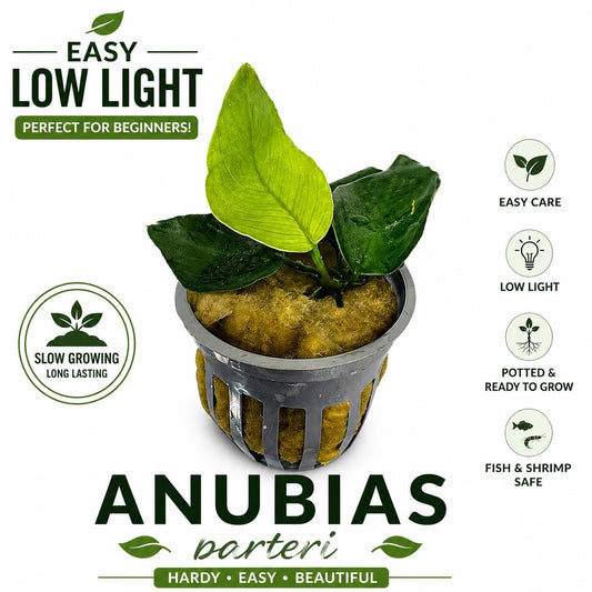 Anubias barteri potted aquarium plant low light easy freshwater plant for betta shrimp tank
