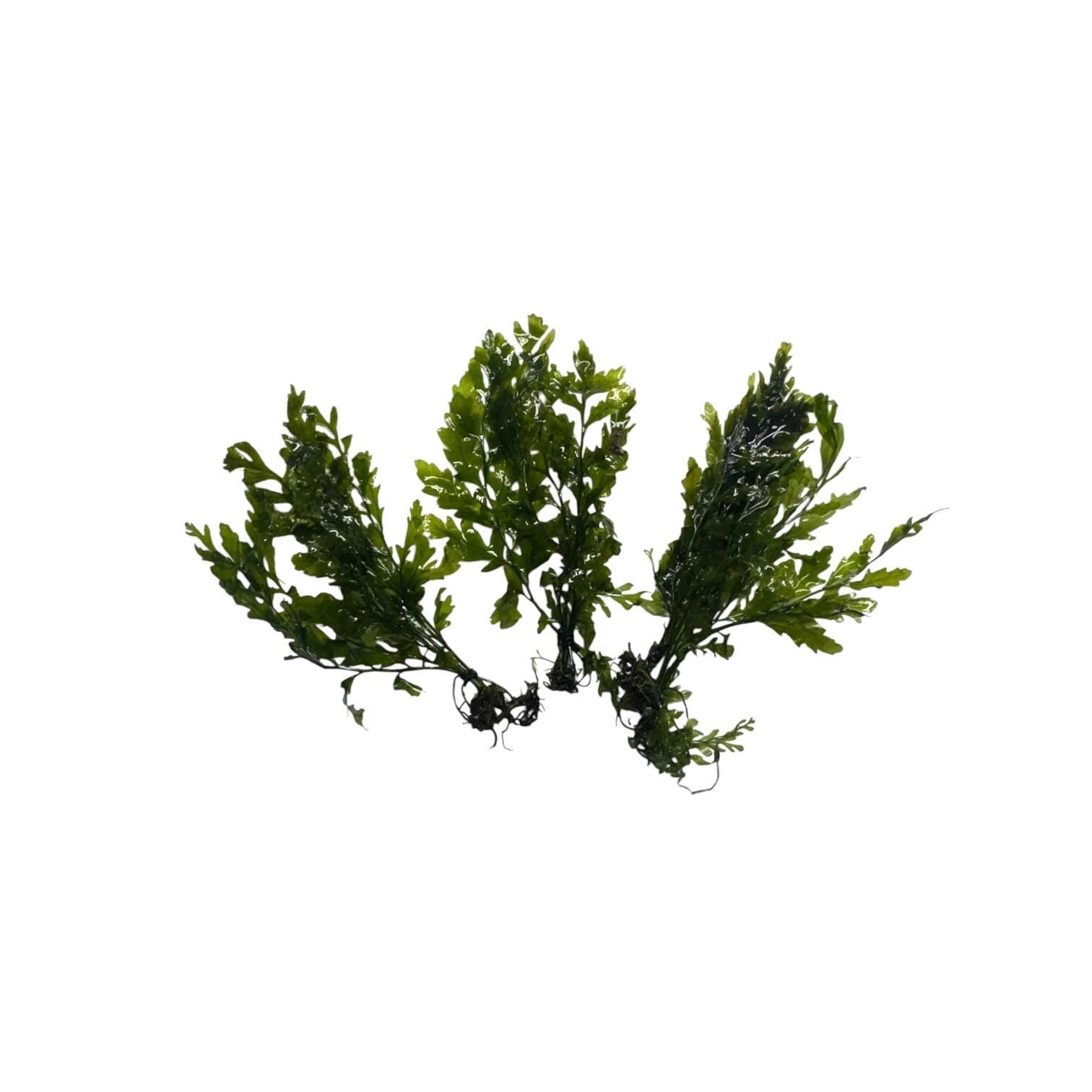 Bolbitis heudelotii multiple bunches live aquarium plant African water fern portion comparison