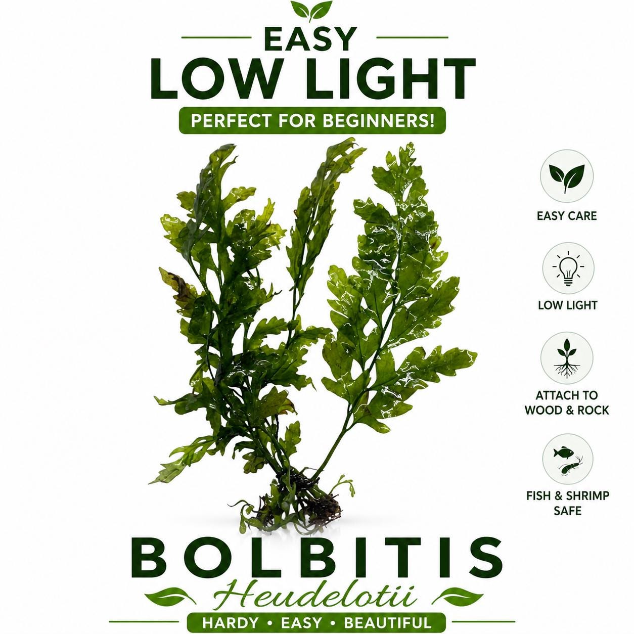 Bolbitis heudelotii aquarium plant low light easy care African water fern for betta shrimp tank