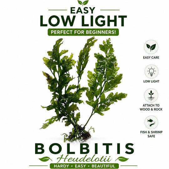 Bolbitis heudelotii aquarium plant low light easy care African water fern for betta shrimp tank