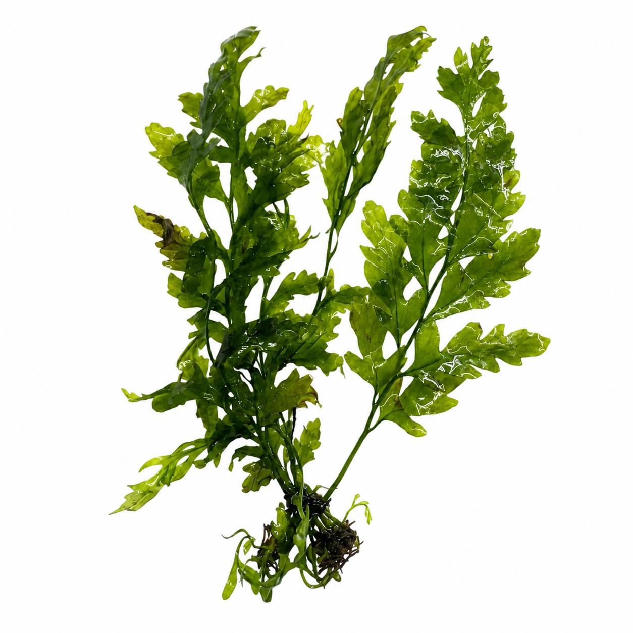 Bolbitis heudelotii live aquarium plant African water fern on white background low light freshwater plant