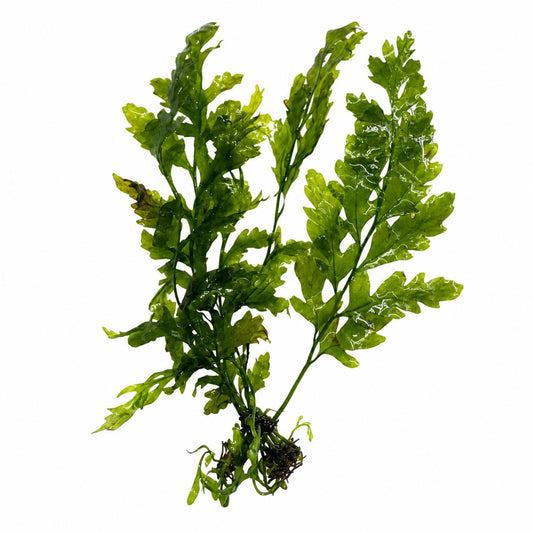 Bolbitis heudelotii live aquarium plant African water fern on white background low light freshwater plant