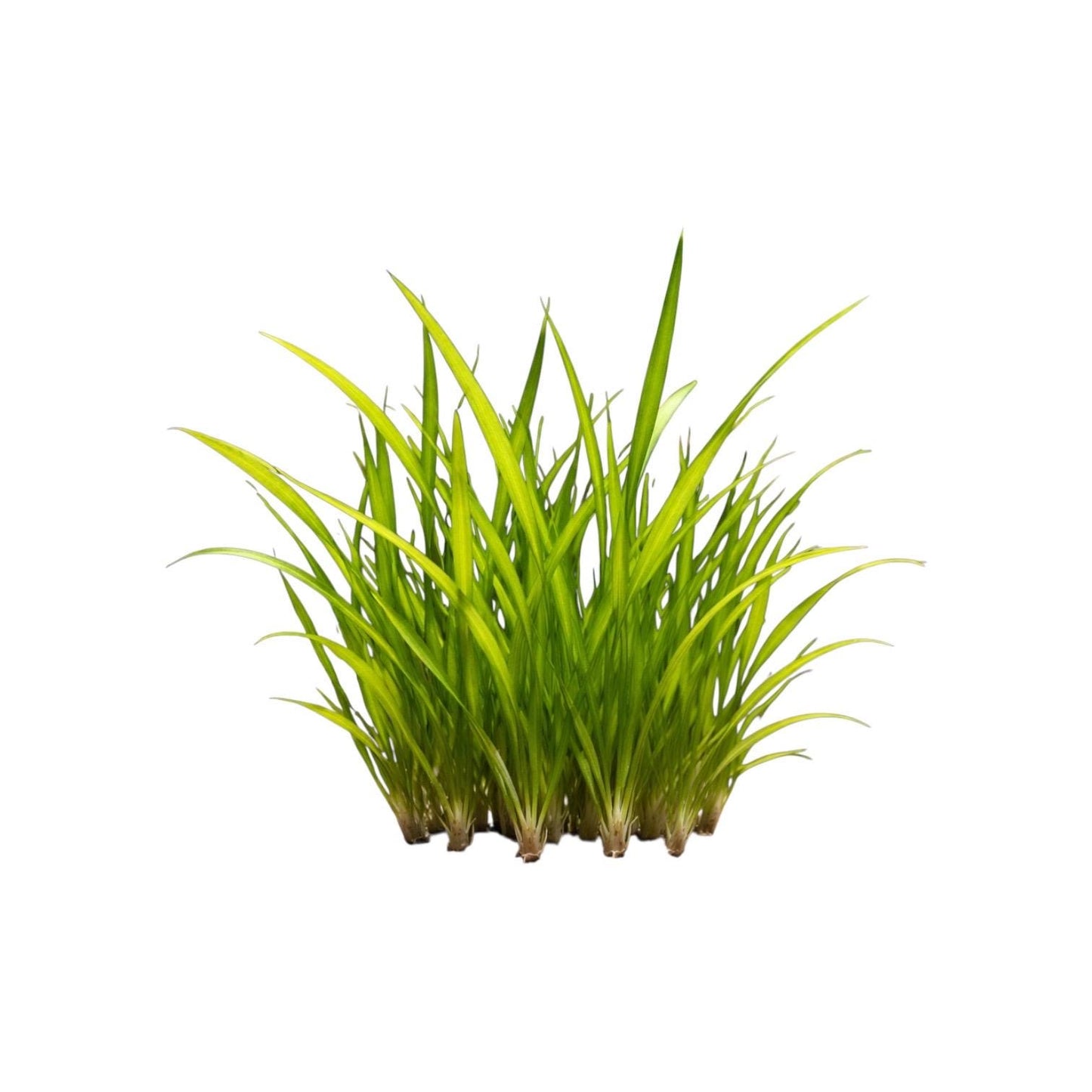 Easy Low Light Aquarium Plant Bundle – Beginner Friendly Live Plants, Java Fern, Amazon Sword, Crypt Wendtii, Dwarf Sagittaria