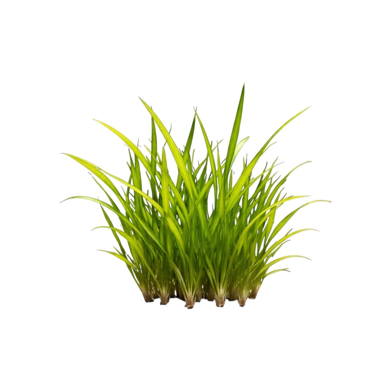 Easy Low Light Aquarium Plant Bundle – Beginner Friendly Live Plants, Java Fern, Amazon Sword, Crypt Wendtii, Dwarf Sagittaria